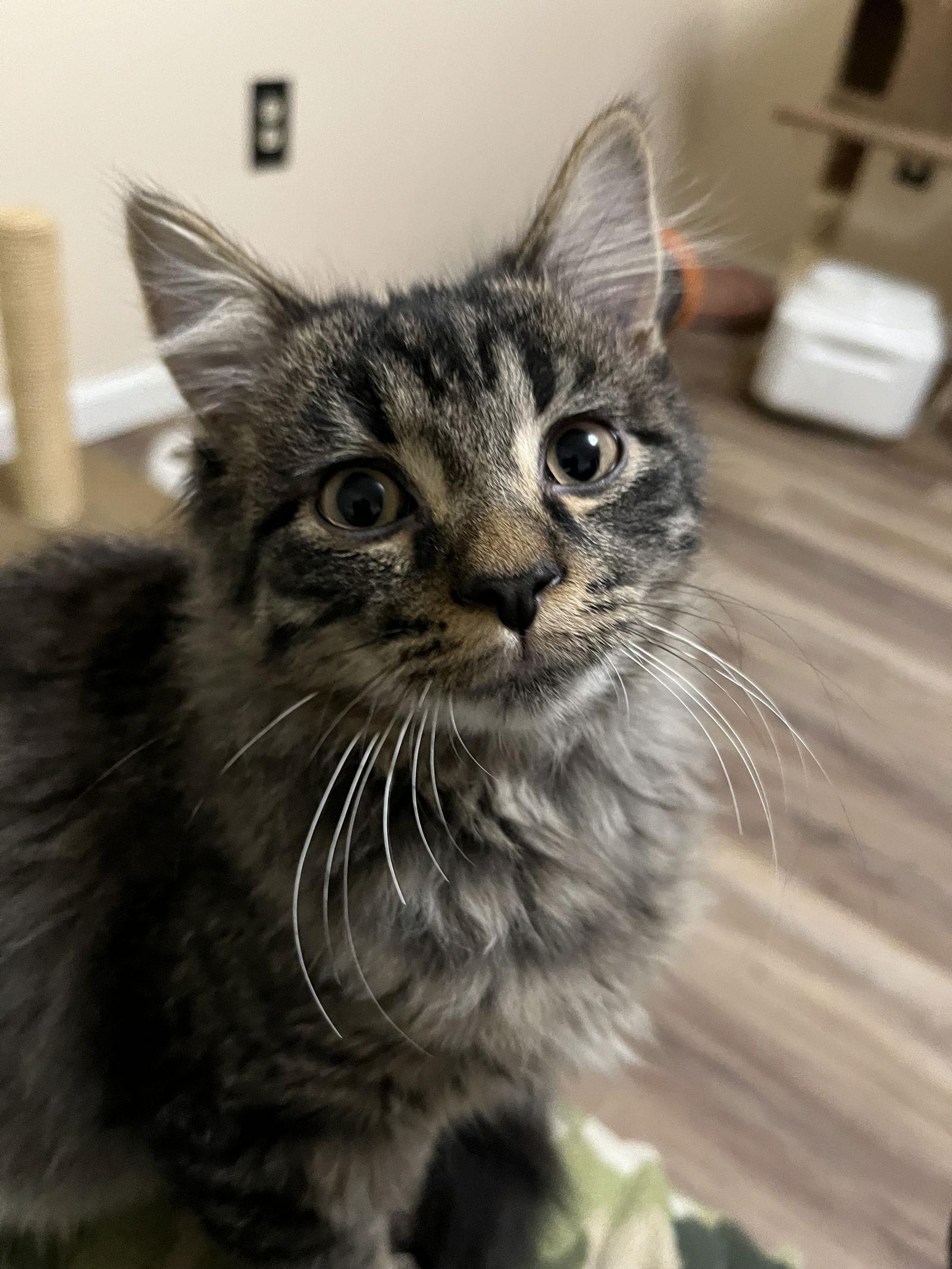 Enlarge Jackson, a Adopted Domestic Medium Hair in Eureka, MO image 3/3