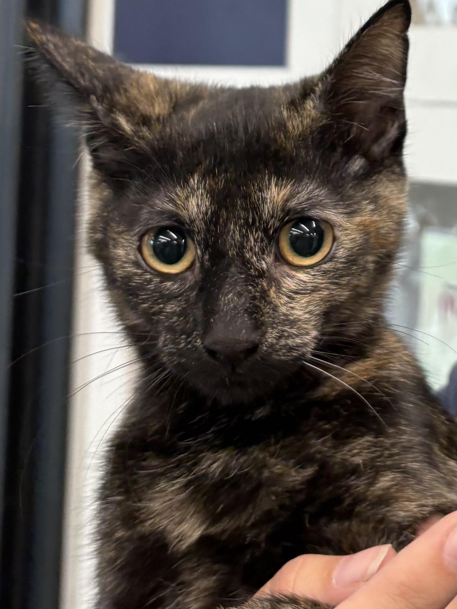Enlarge Moe, a Adopted Domestic Short Hair in Sneads Ferry, NC image 1/1