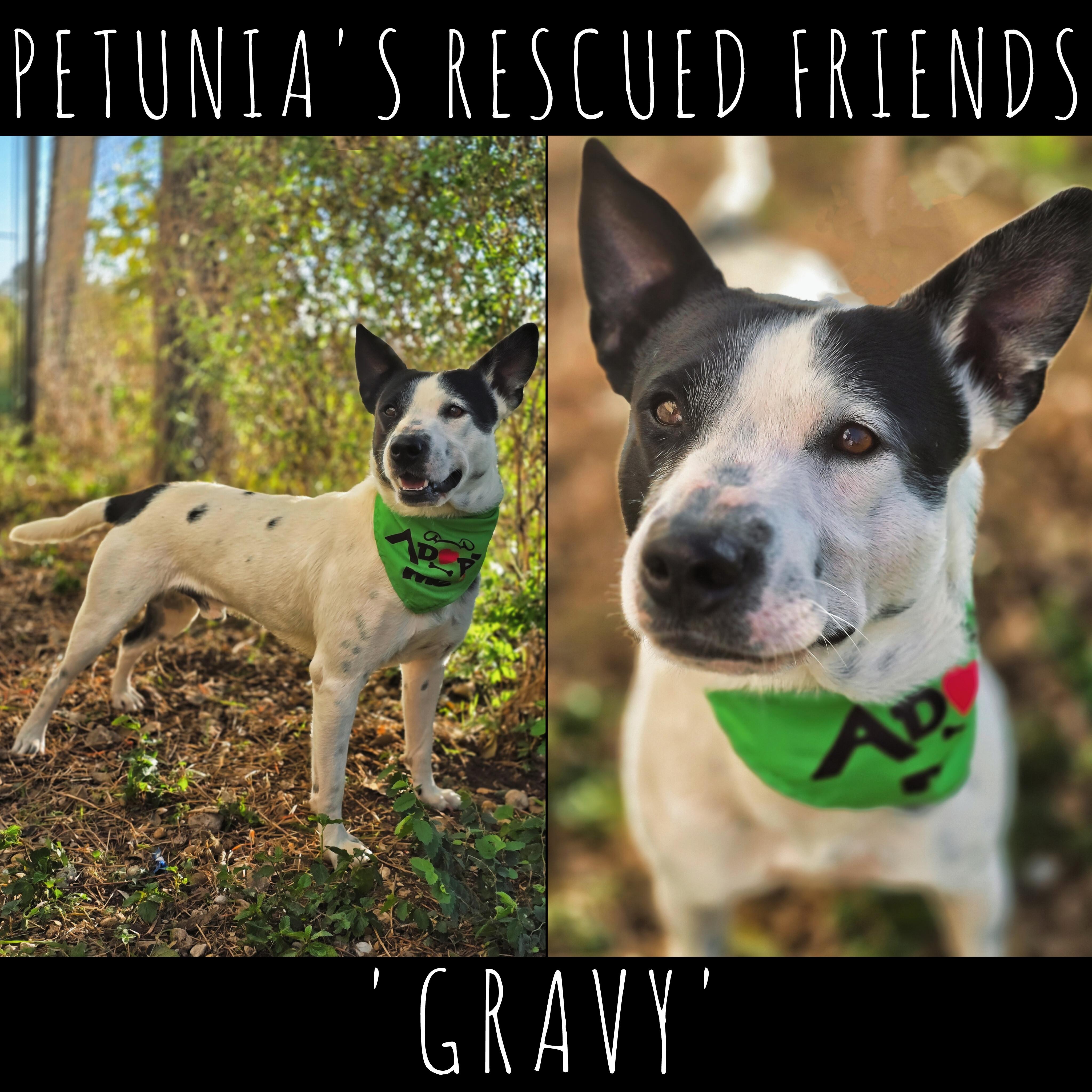 Gravy, Adoptable, Adult Male Cattle Dog.