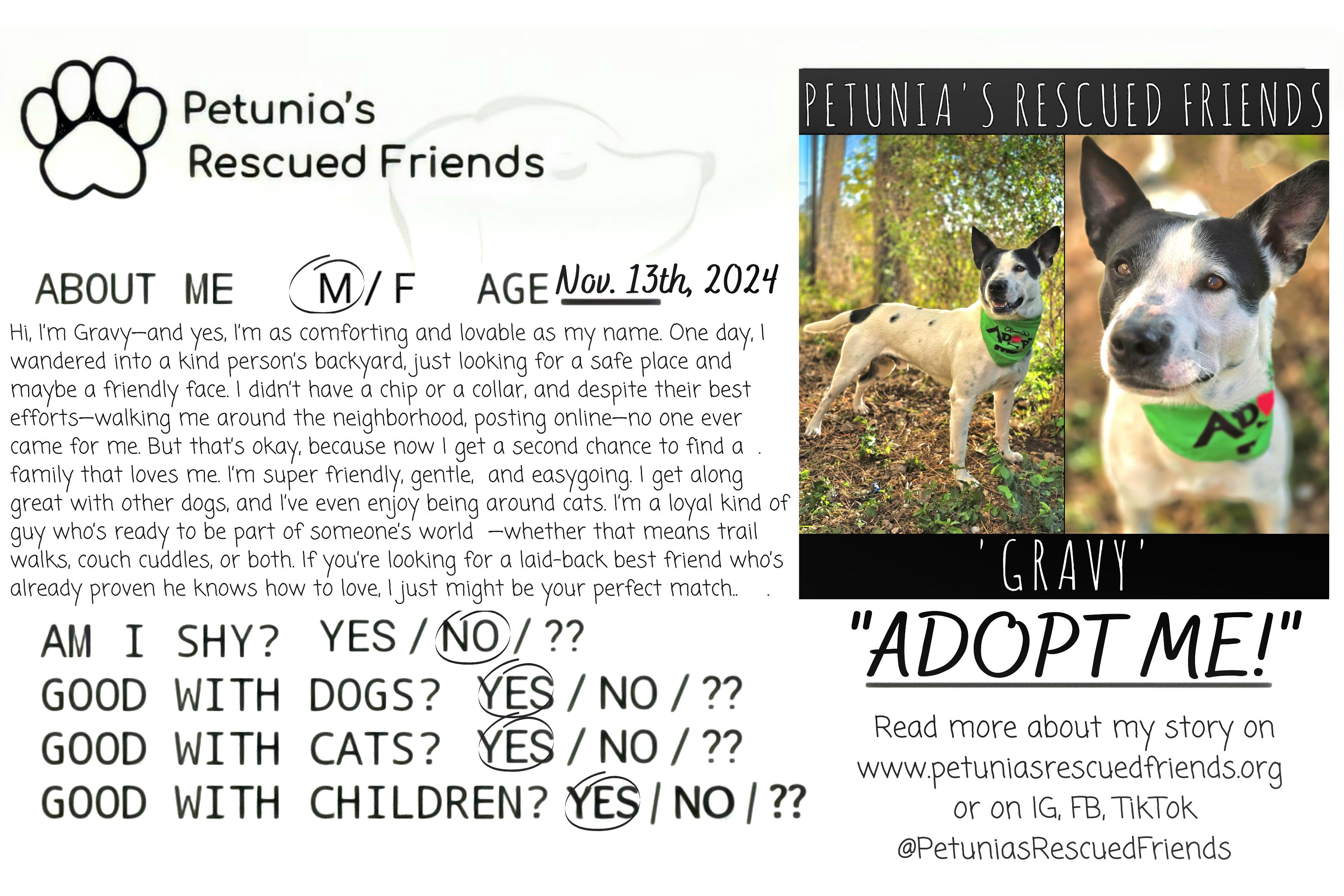 Enlarge Gravy, a Adoptable Cattle Dog in Castroville, TX image 2/2