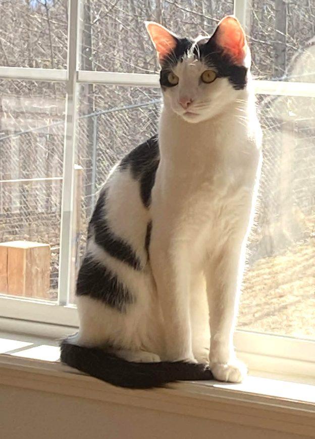 Enlarge Rowdy, a ADOPTABLE Domestic Short Hair in Anchorage, AK image 1/1