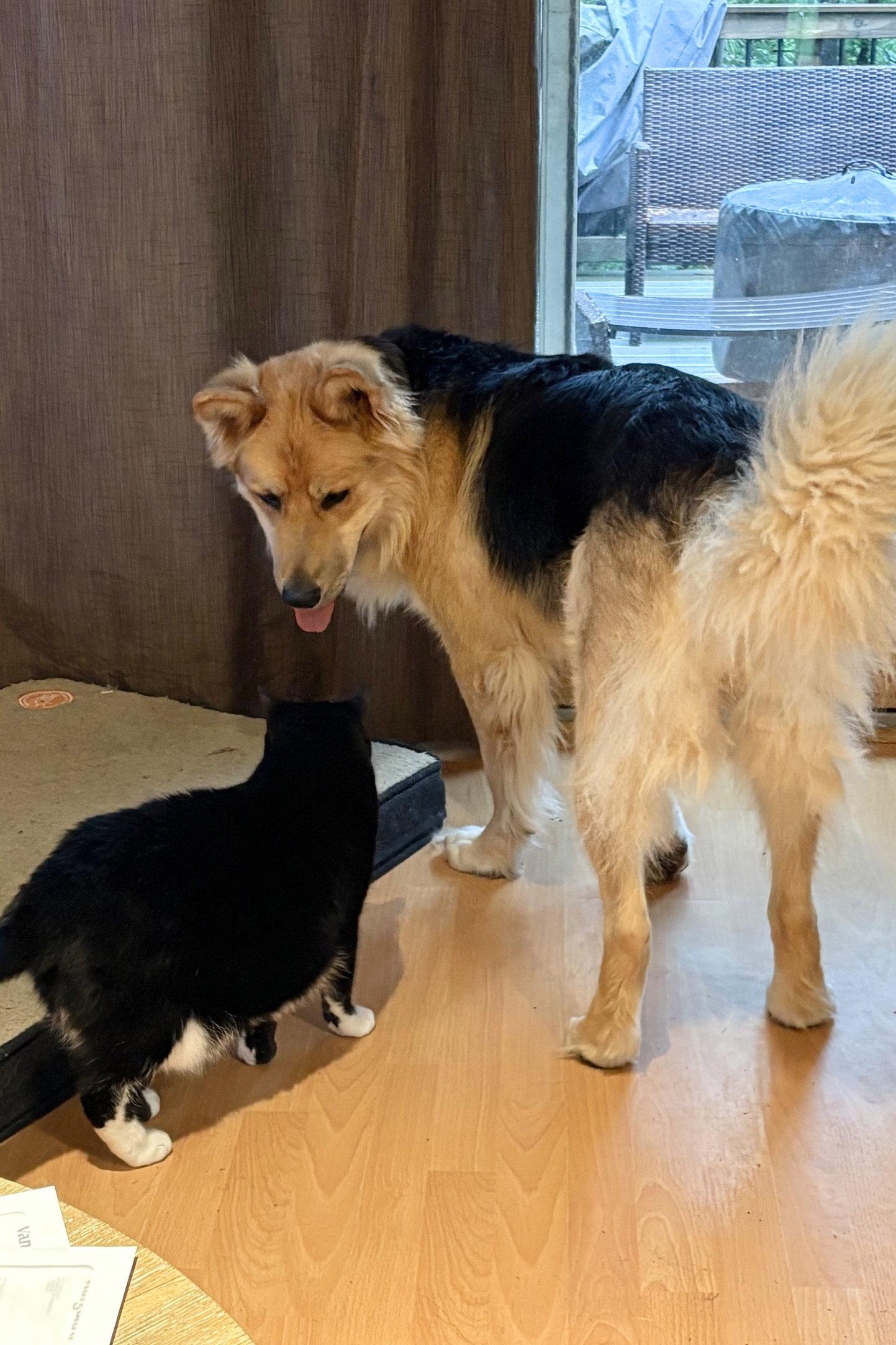 Max 6580, Adoptable, Young Male German Shepherd Dog & Golden Retriever.