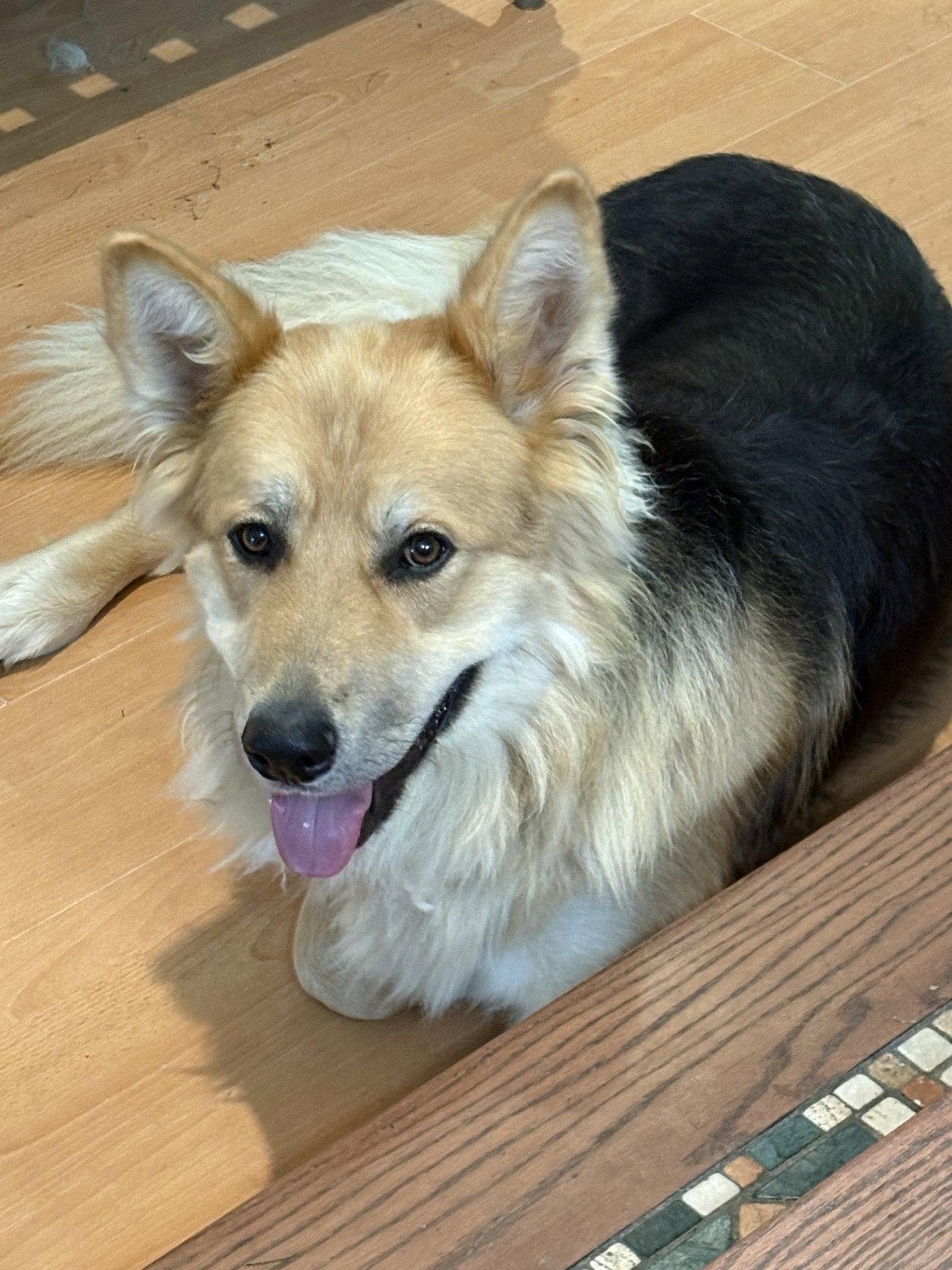 Enlarge Max 6580, a Adoptable mixed breed in Centreville, VA image 2/3