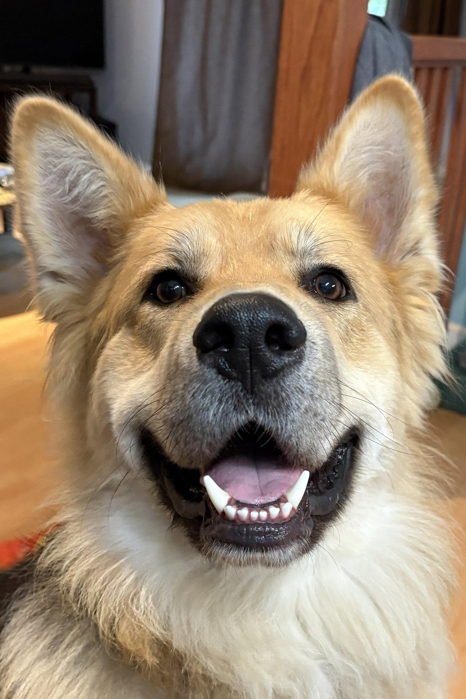Enlarge Max 6580, a Adoptable mixed breed in Centreville, VA image 3/3