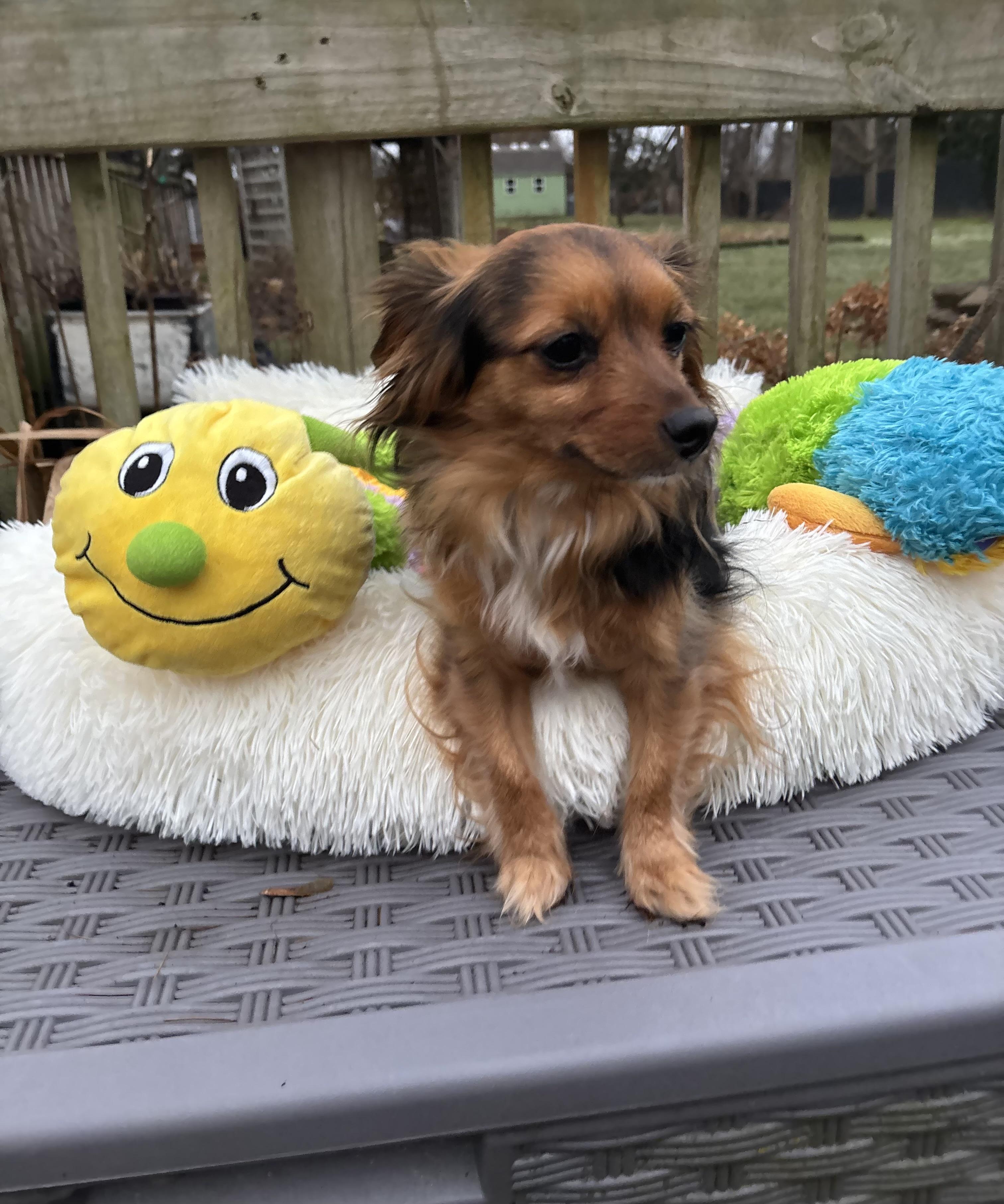 Enlarge Blessing , a ADOPTABLE mixed breed in White Lake, MI image 3/4