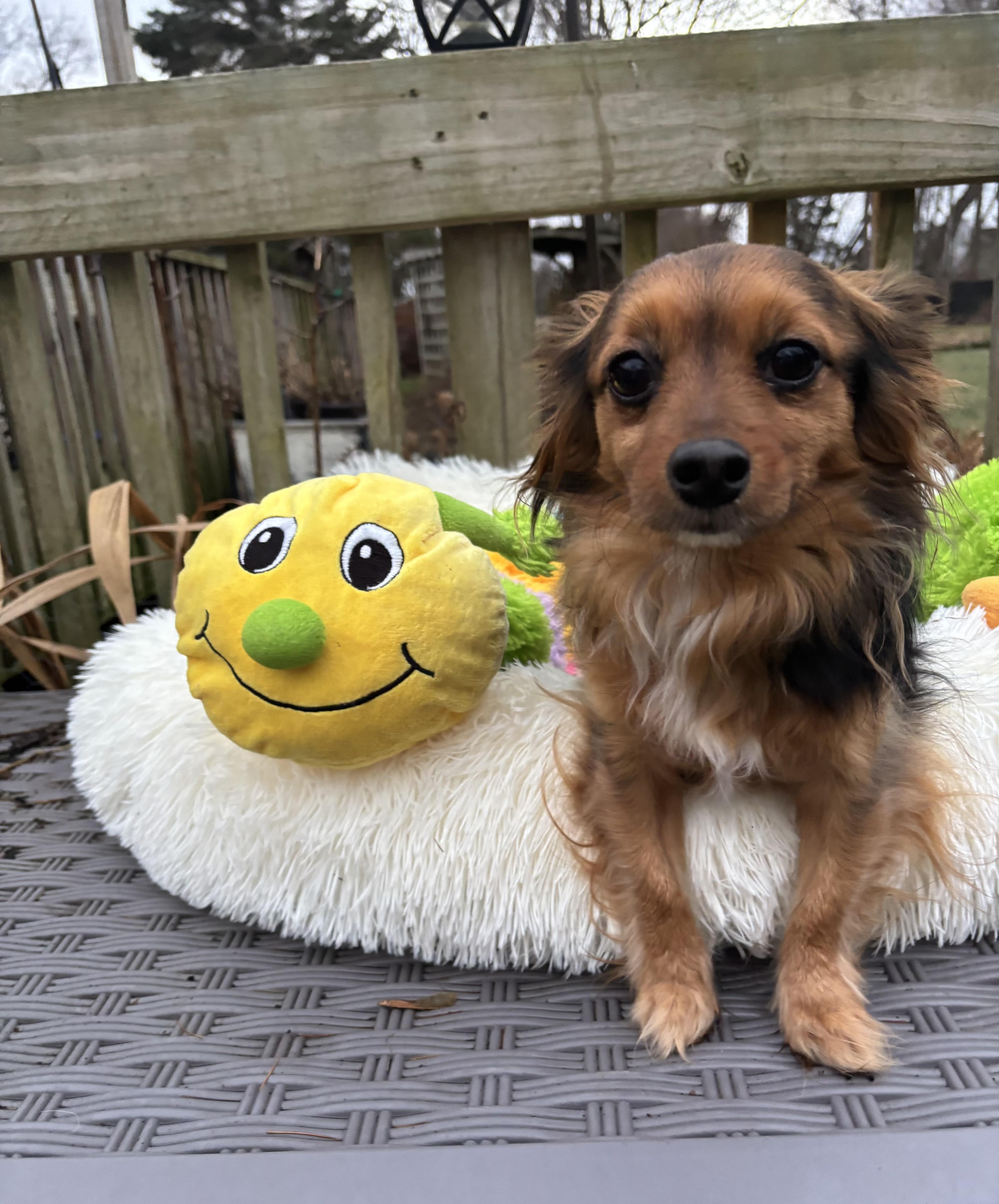 Blessing , ADOPTABLE, Young Female Dachshund (Miniature Long Haired) & Chihuahua.