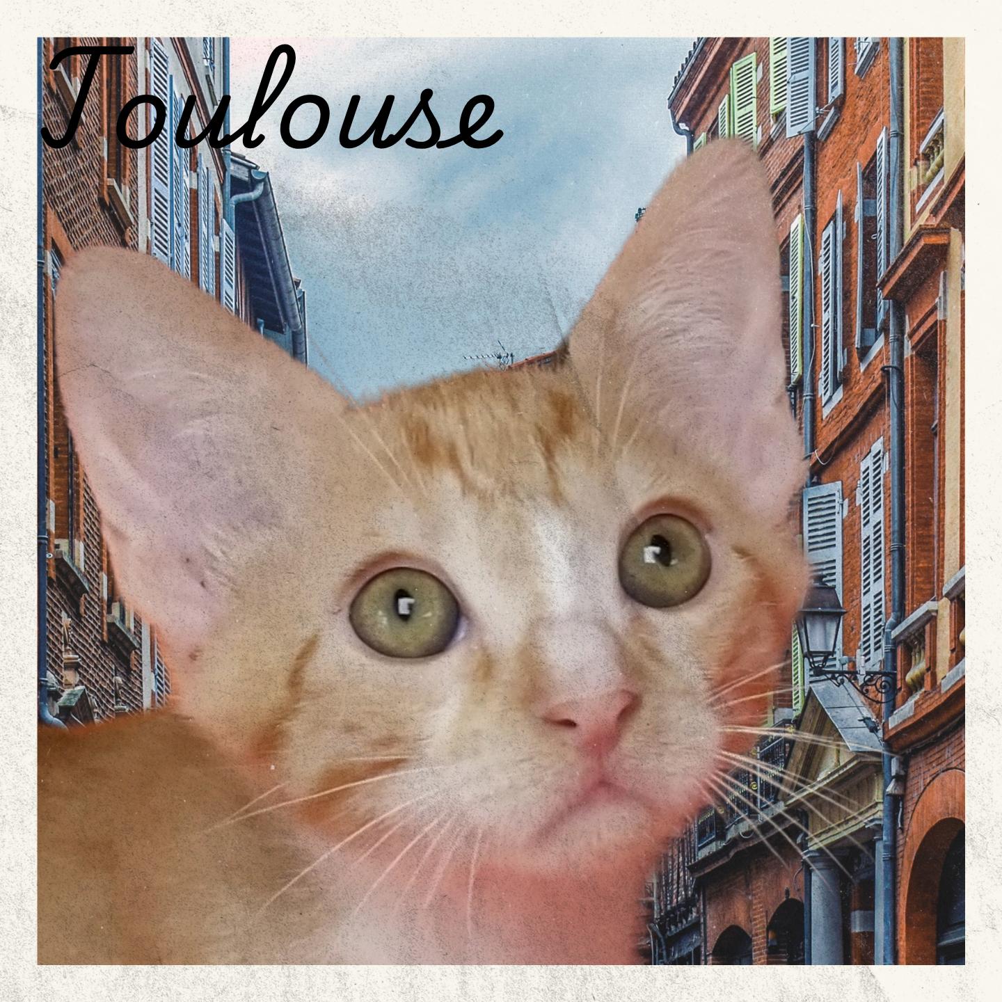Enlarge Toulouse, an adoptable Domestic Short Hair in Aransas Pass, TX image 1/1