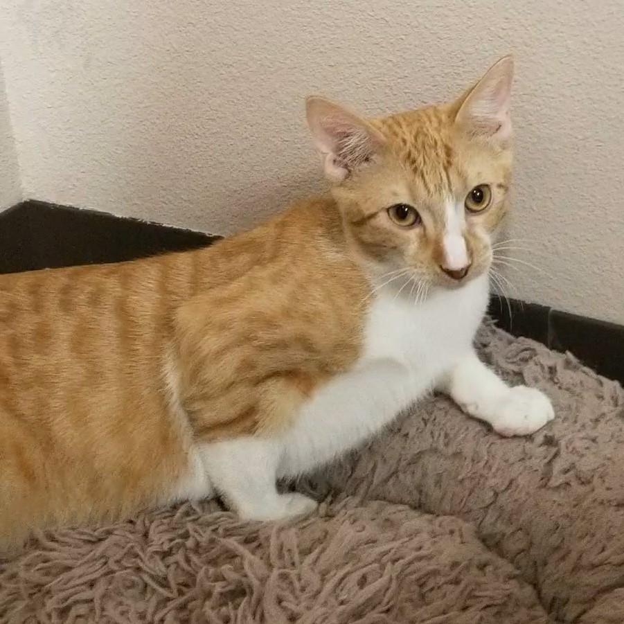 Toulouse, Adoptable, Young Male Domestic Short Hair.