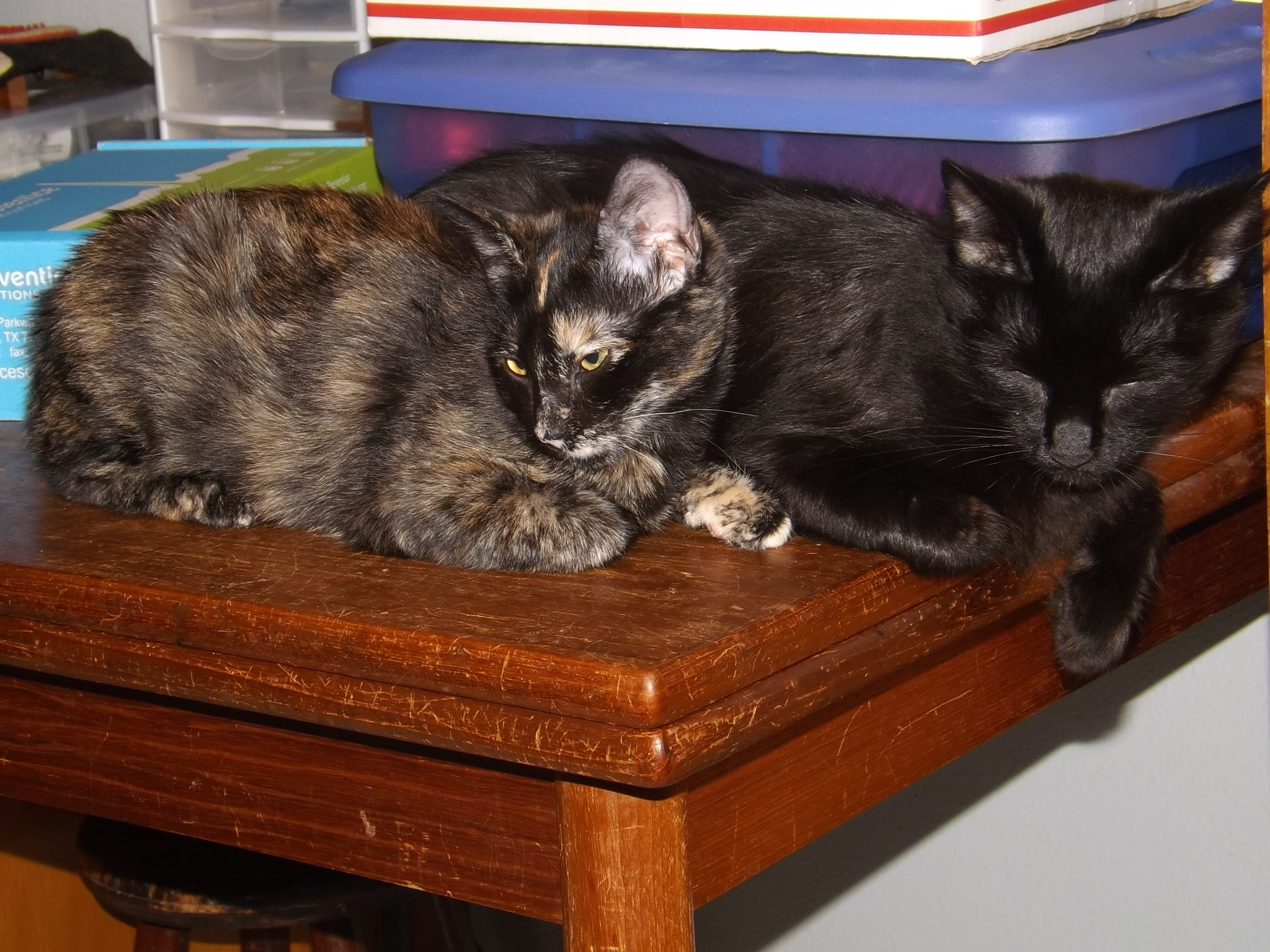 Scooter, a Adoptable mixed breed in Simms, TX image 1/6