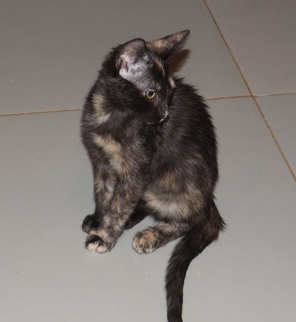 Scooter, a Adoptable mixed breed in Simms, TX image 2/6