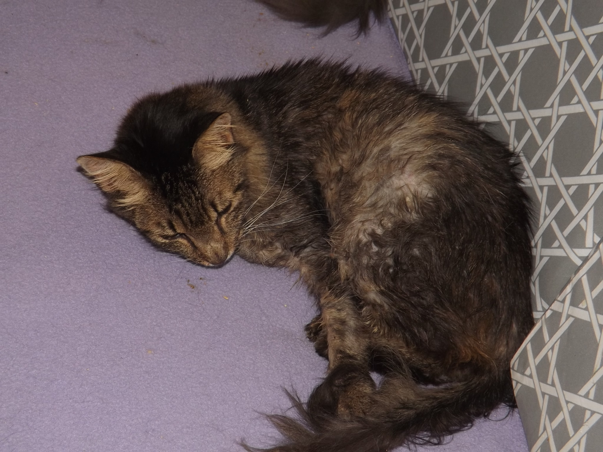 Scooter, a Adoptable mixed breed in Simms, TX image 3/6