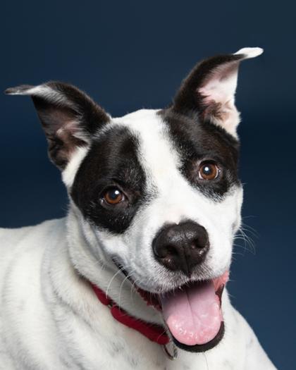 Winston, Adoptable, Adult Male Mixed Breed & Mixed Breed.