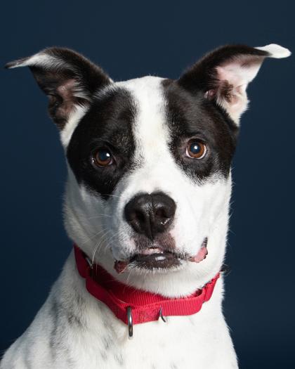 Enlarge Winston, a Adoptable Mixed Breed in Leander, TX image 2/3