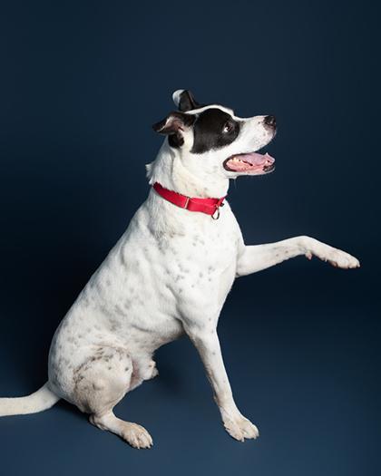 Enlarge Winston, a Adoptable Mixed Breed in Leander, TX image 3/3