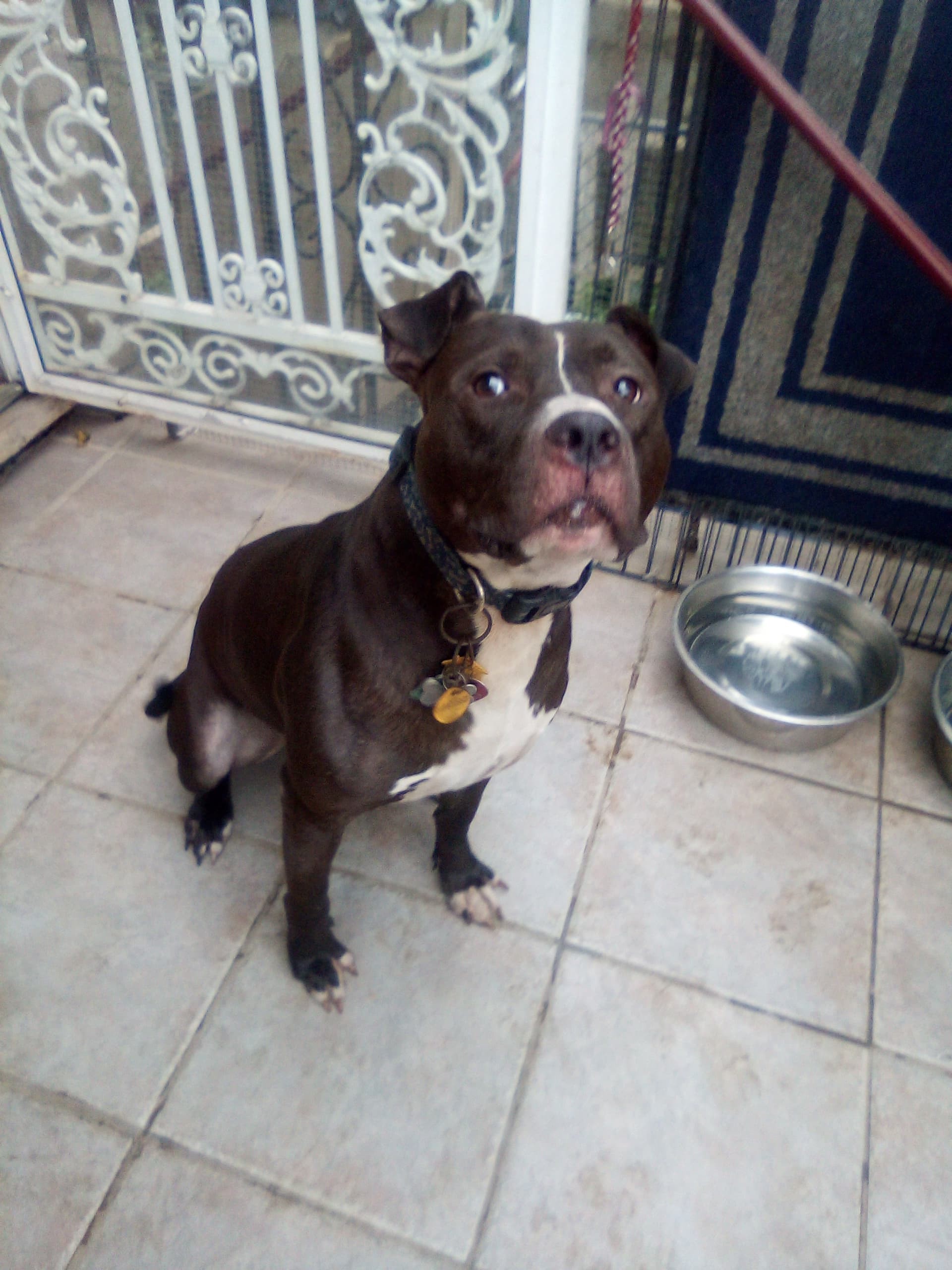 Cane, an adoptable Pit Bull Terrier Mix in Far Rockaway, NY_image-1