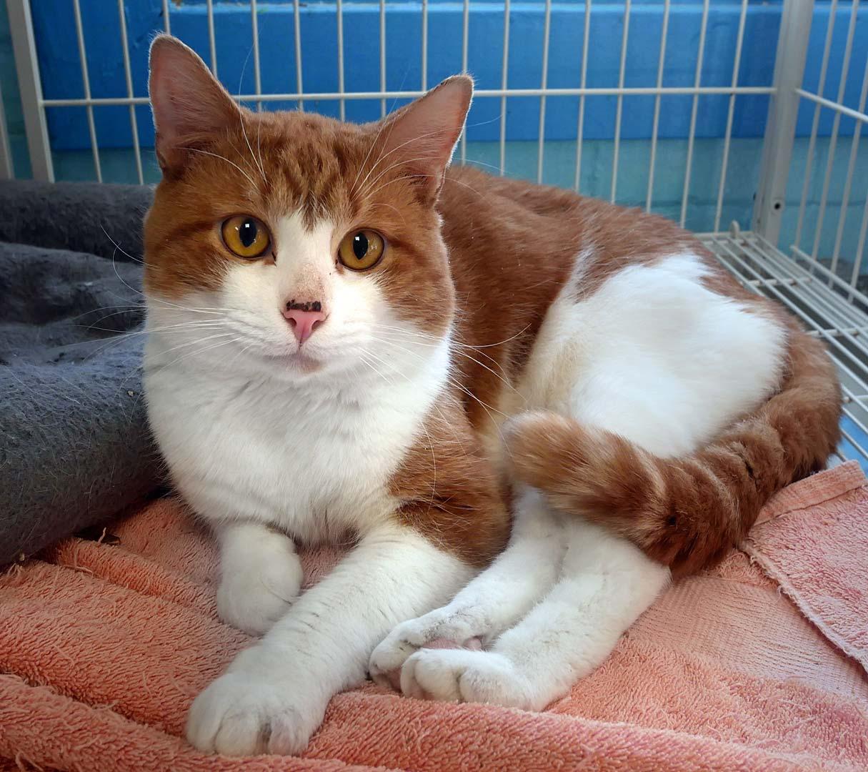 Mickey, a ADOPTABLE Domestic Short Hair in Bloomingdale, NJ image 3/5