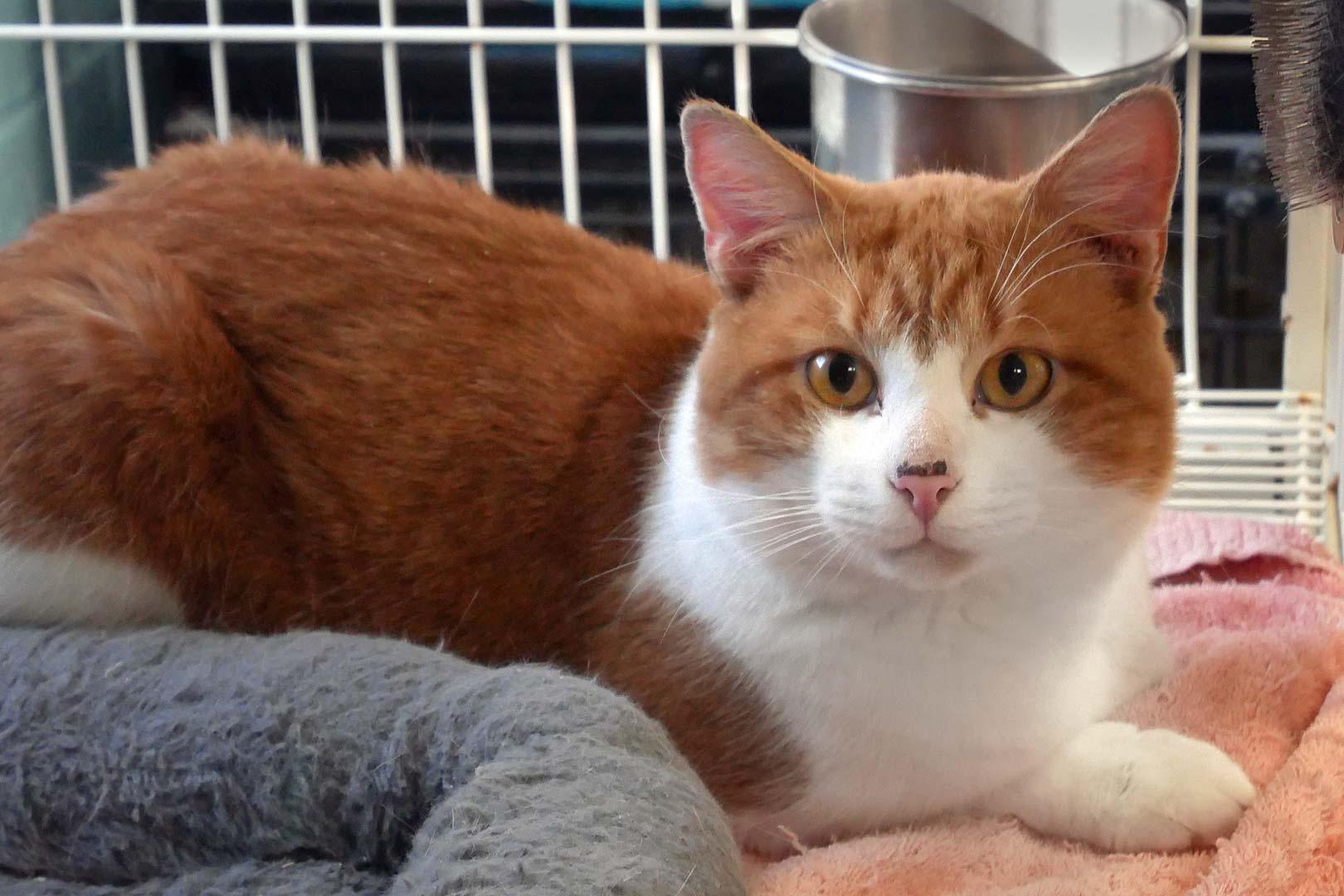 Mickey, a ADOPTABLE Domestic Short Hair in Bloomingdale, NJ image 5/5