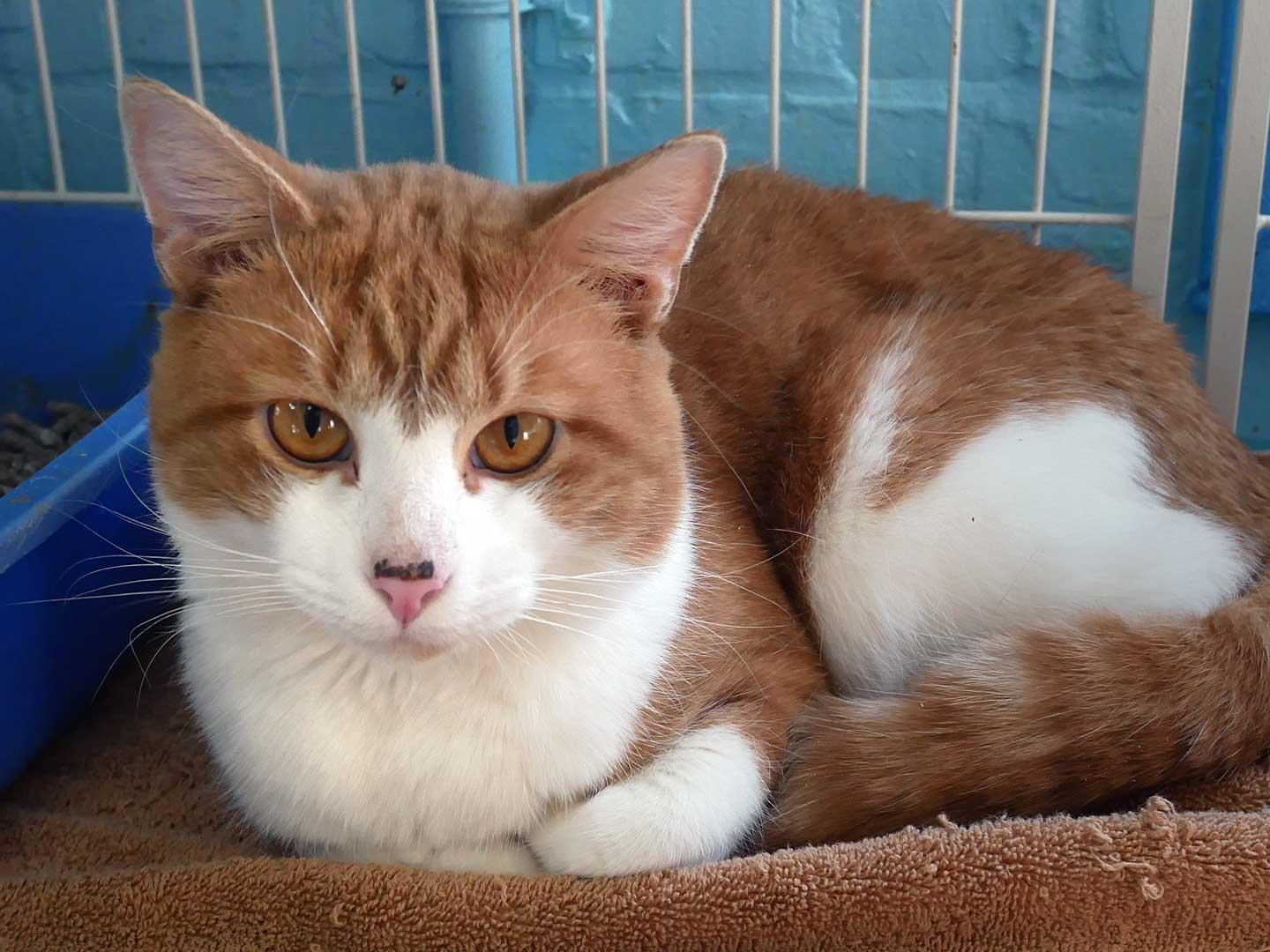 Mickey, a ADOPTABLE Domestic Short Hair in Bloomingdale, NJ image 2/5