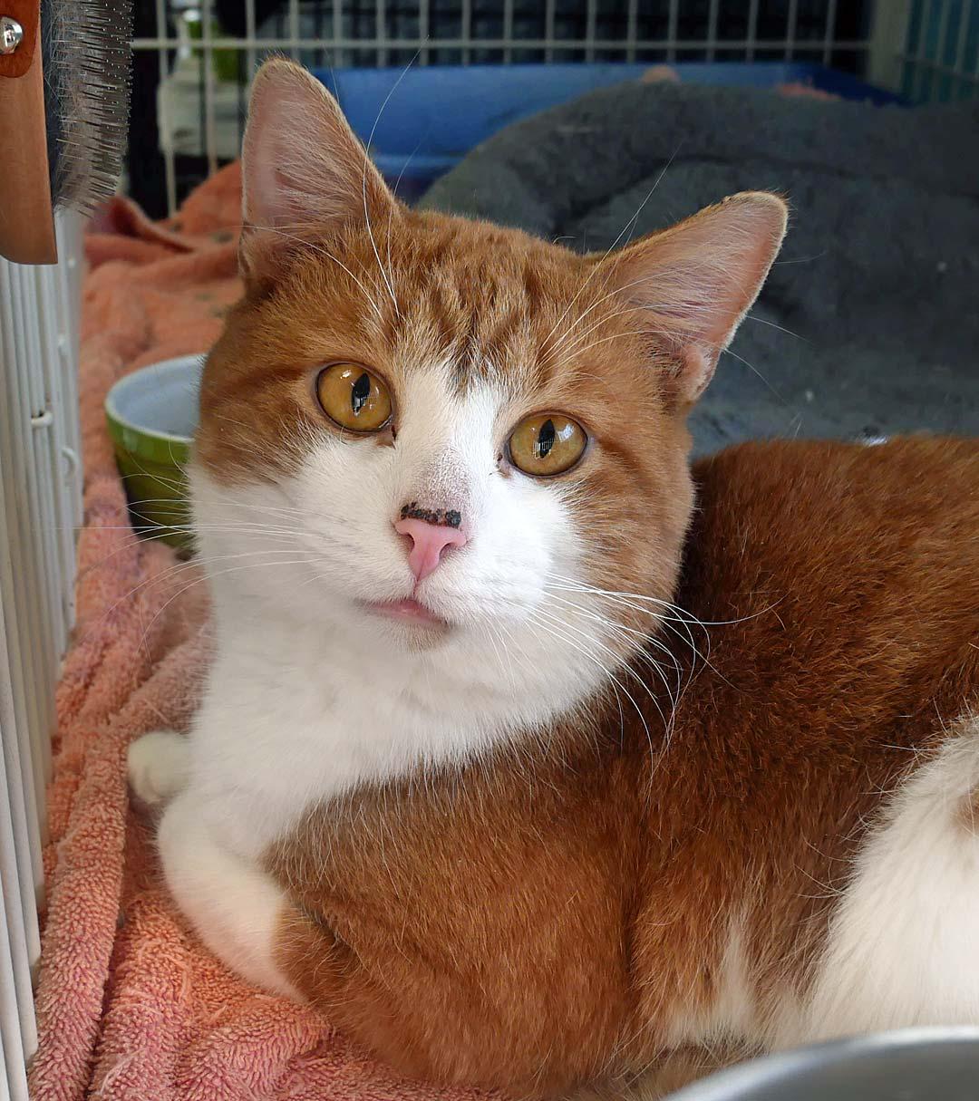 Mickey, ADOPTABLE, Adult Male Domestic Short Hair.