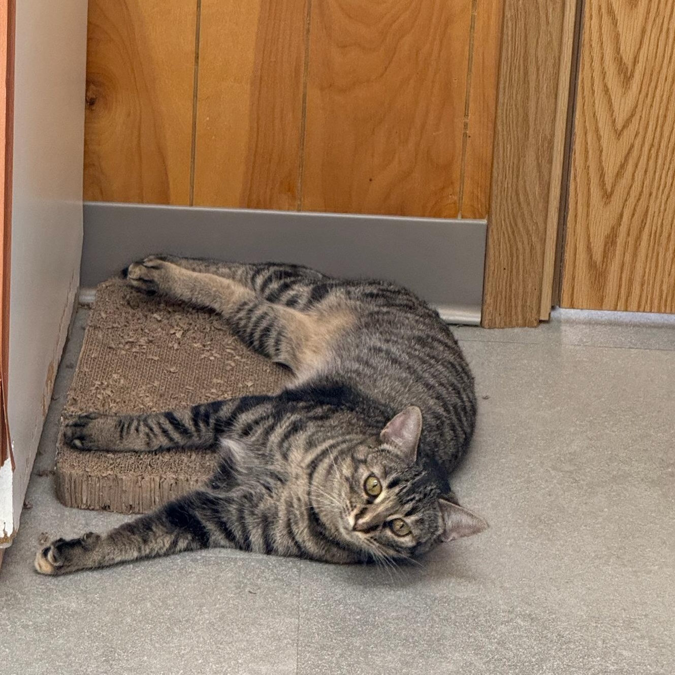 Maple, a Adoptable Domestic Short Hair in Kent, WA image 2/5