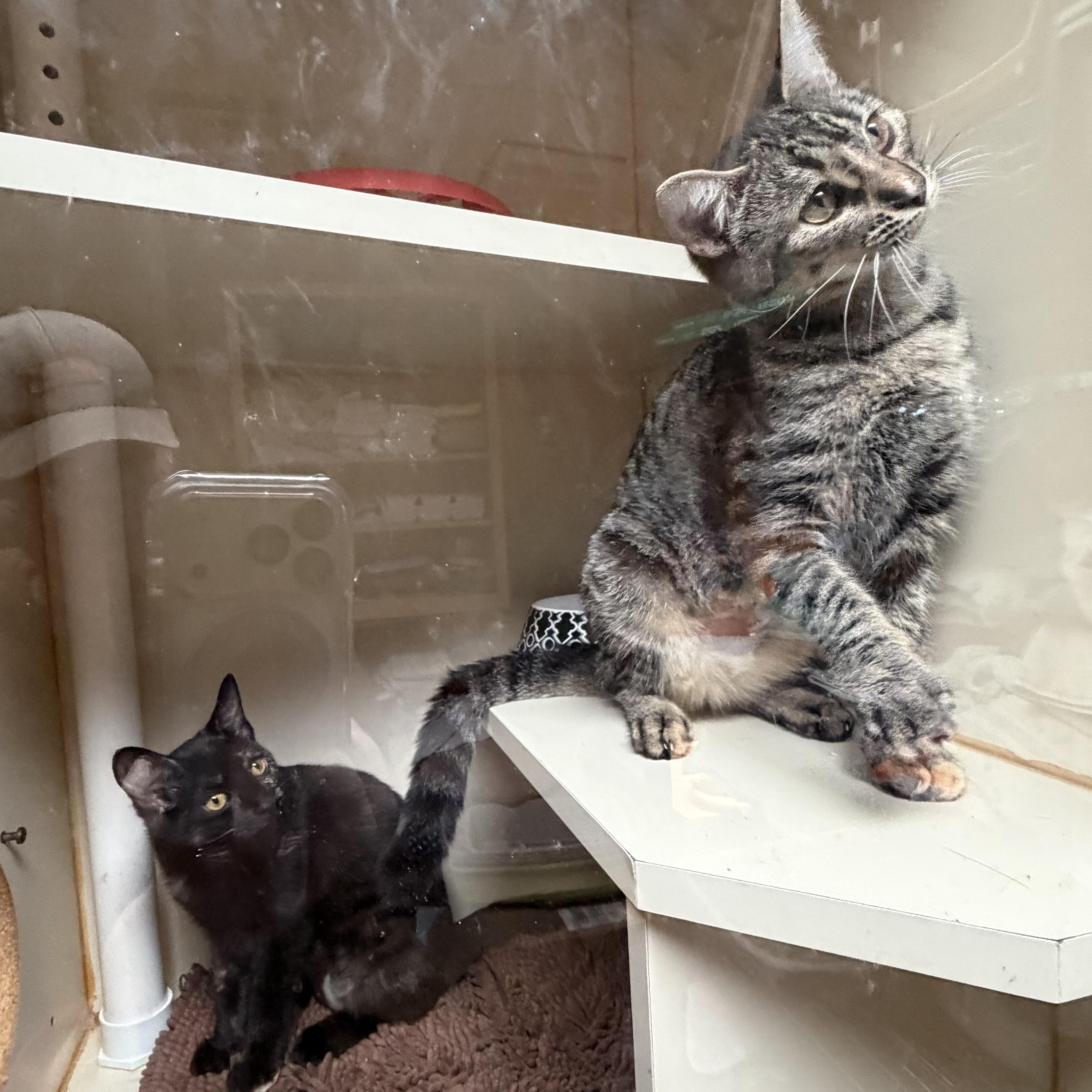 Maple, a Adoptable Domestic Short Hair in Kent, WA image 2/4