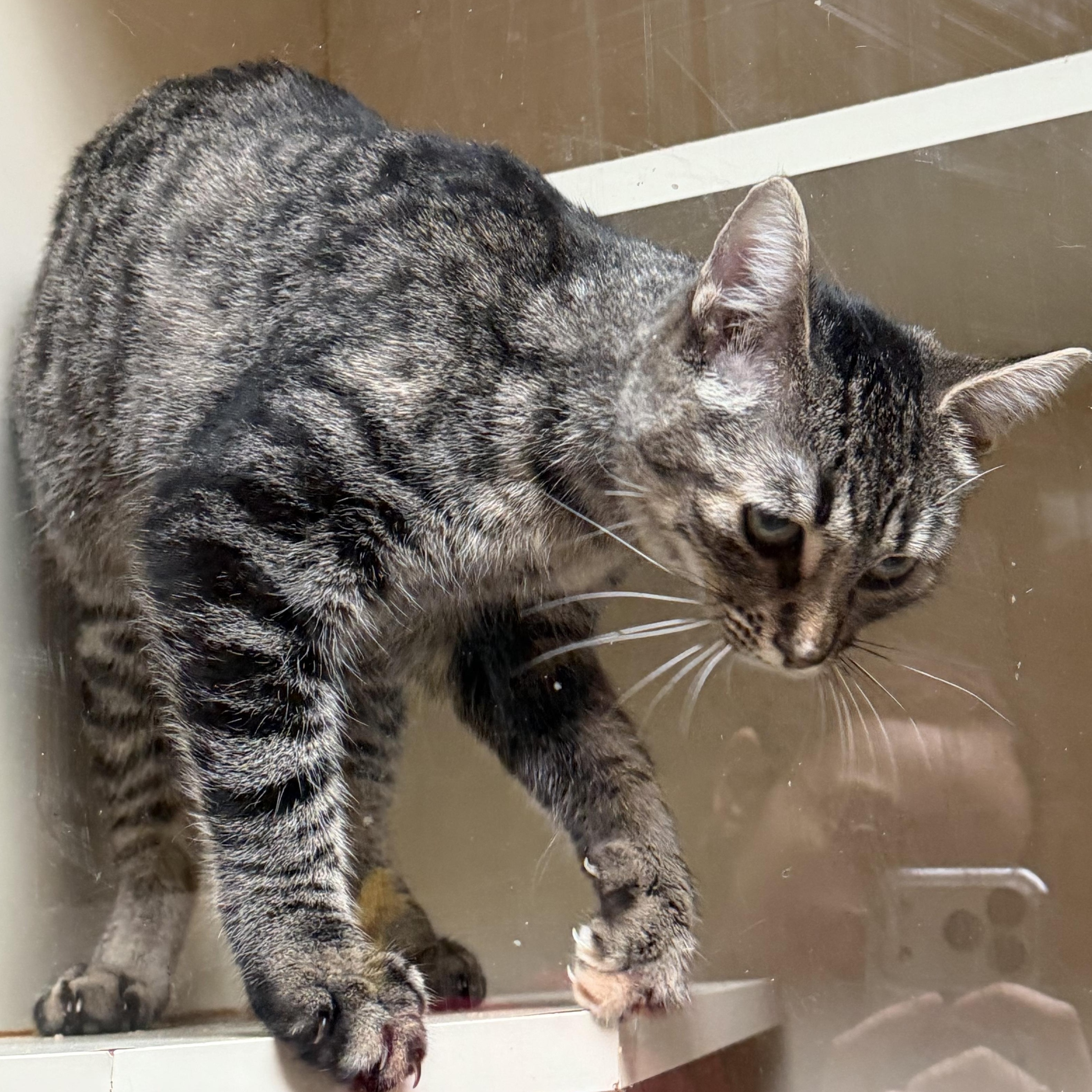 Maple, a Adoptable Domestic Short Hair in Kent, WA image 3/4