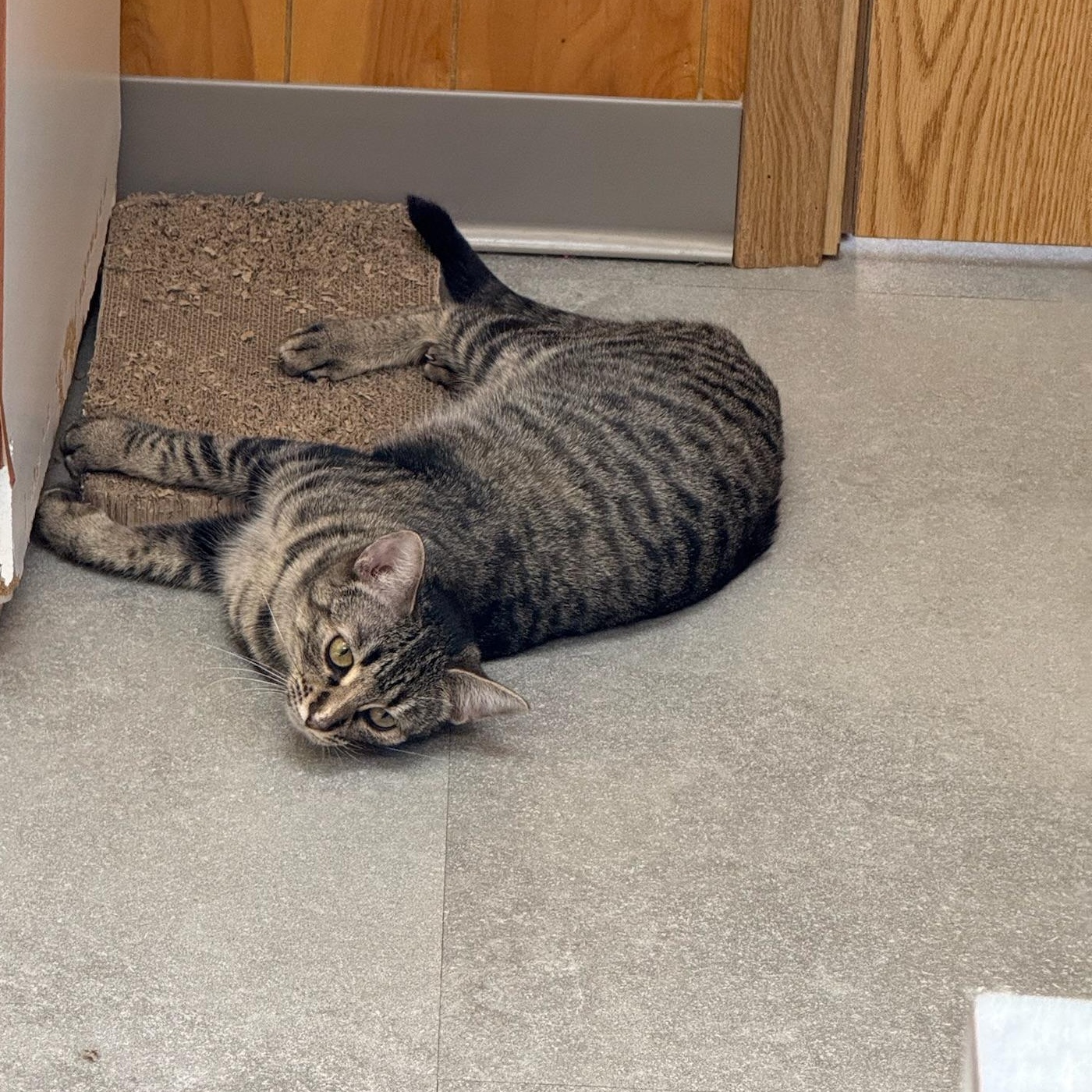 Maple, a Adoptable Domestic Short Hair in Kent, WA image 3/5