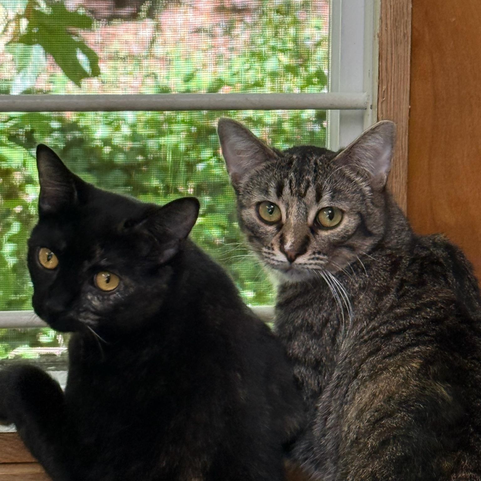 Maple, Adoptable, Young Female Domestic Short Hair.