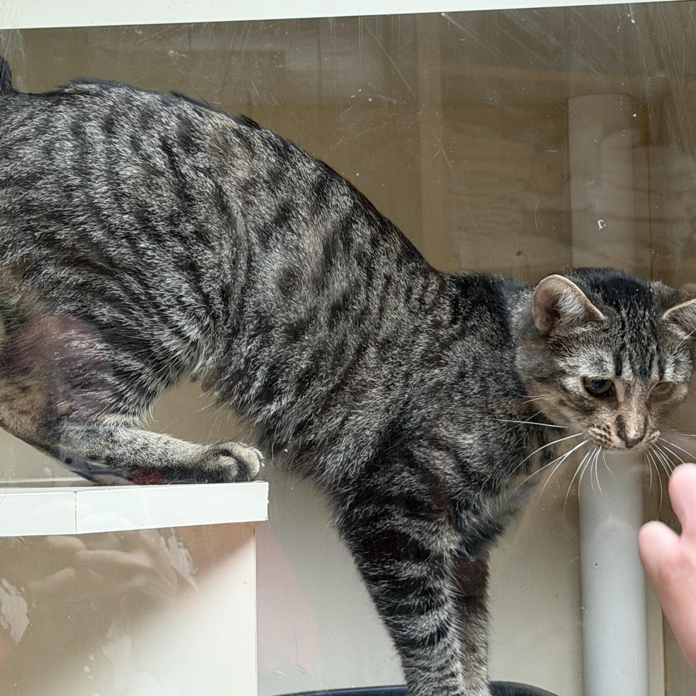 Maple, a Adoptable Domestic Short Hair in Kent, WA image 4/4