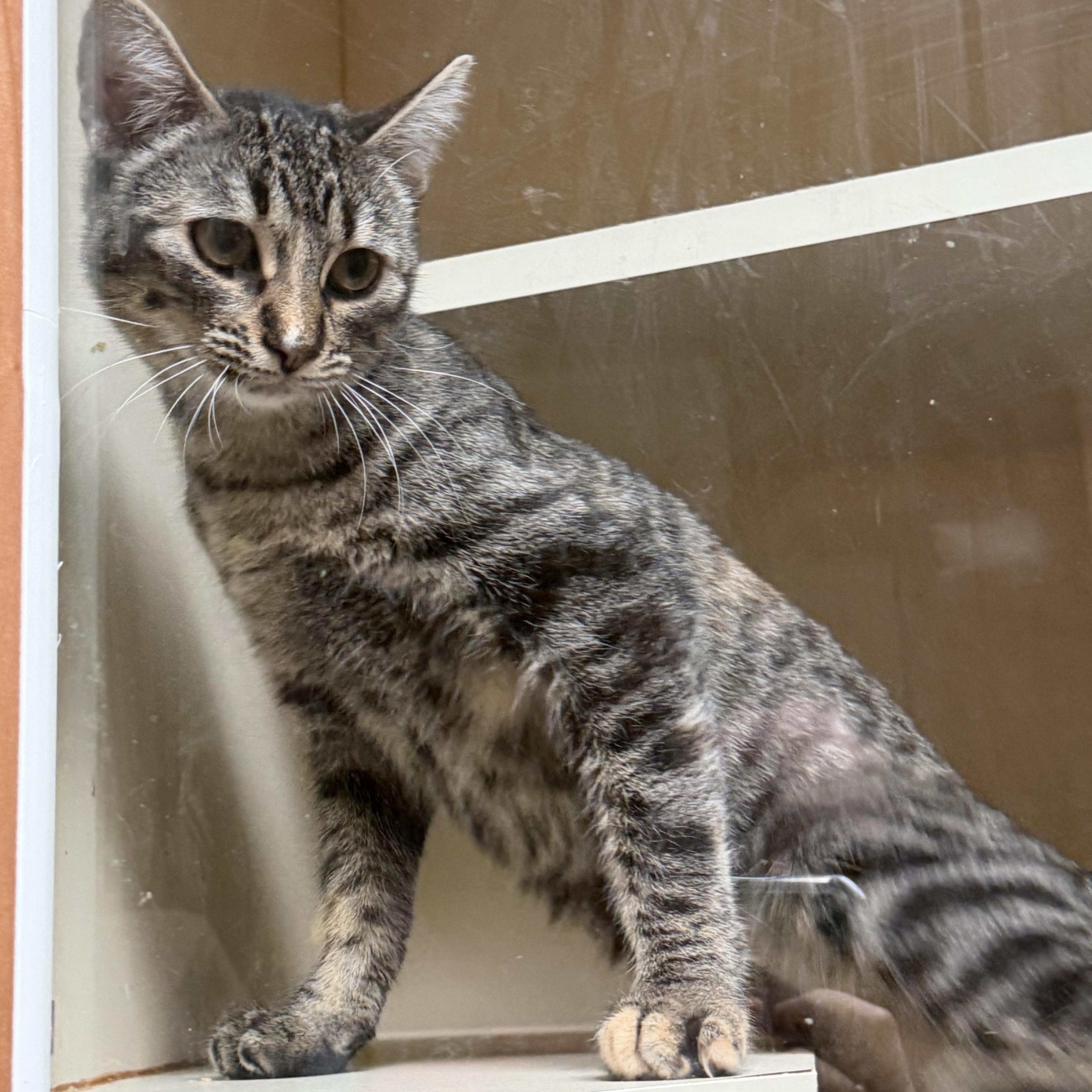 Maple, Adoptable, Young Female Domestic Short Hair.