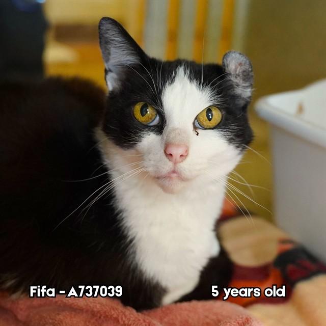 FIFA, Adoptable, Adult Female Domestic Short Hair.