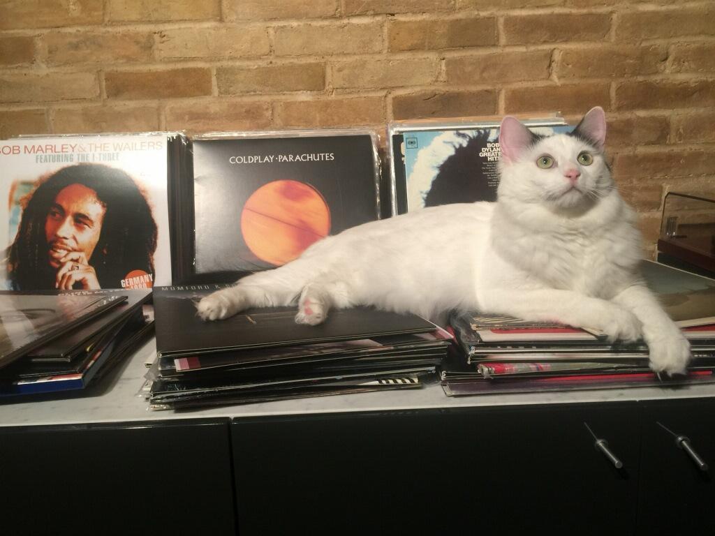 Enlarge Aesop, a Adopted Turkish Van in Burleson, TX image 3/4