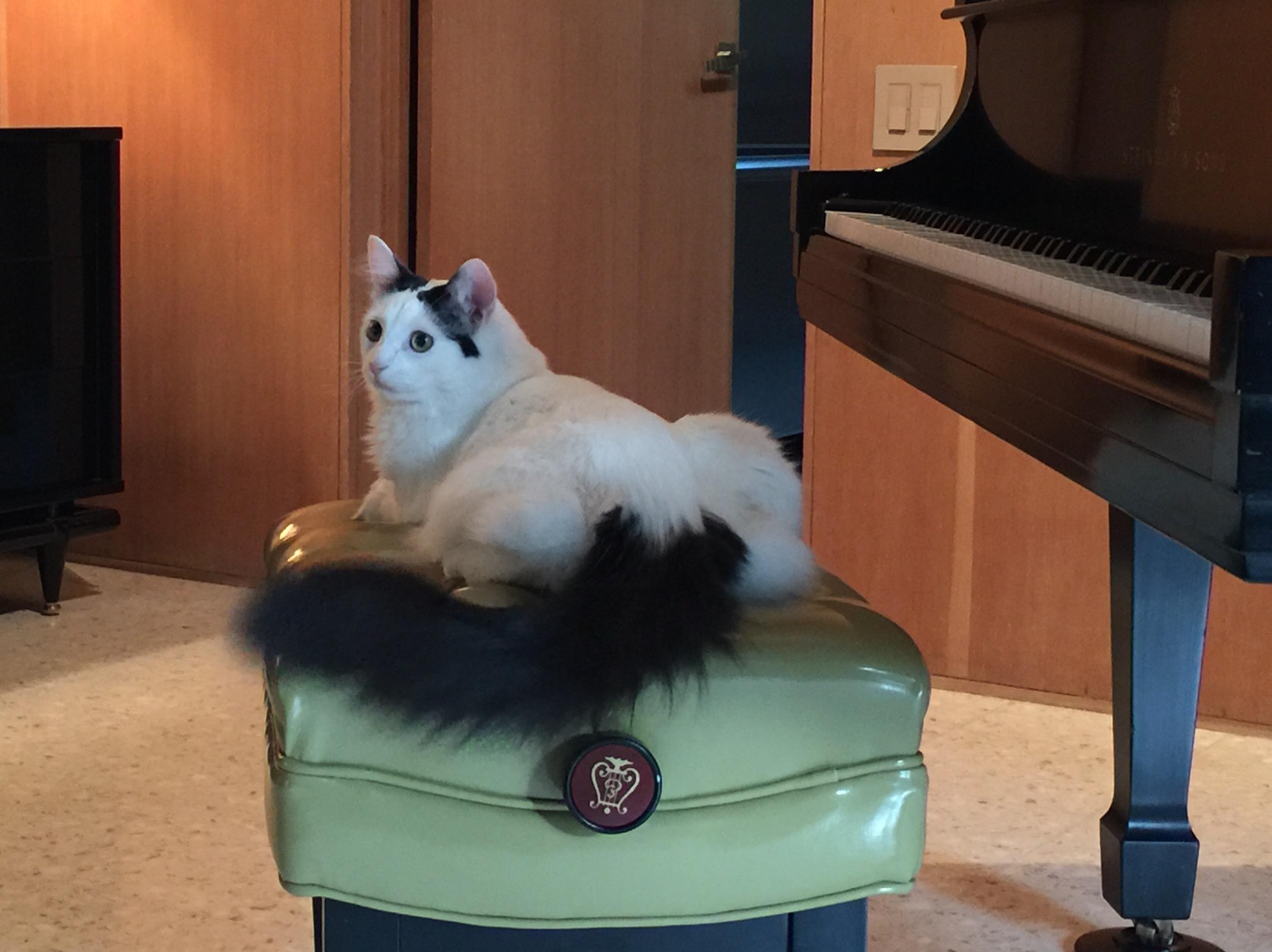 Enlarge Aesop, a Adopted Turkish Van in Burleson, TX image 4/4