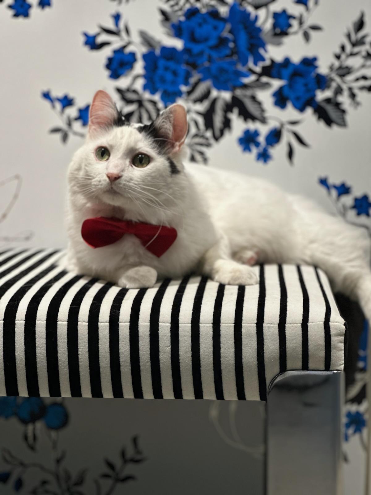 Enlarge Aesop, a Adopted Turkish Van in Burleson, TX image 1/4