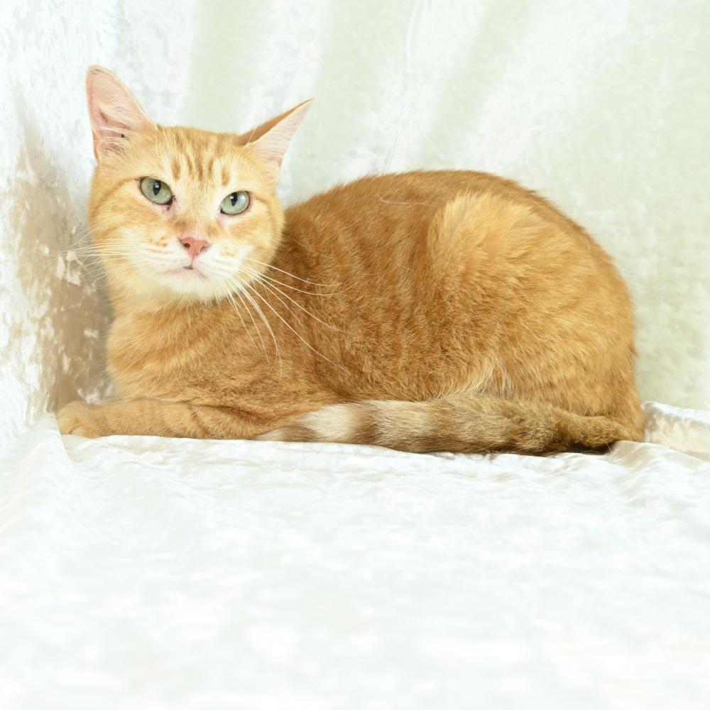 Enlarge Purrsela, a Adoptable Domestic Short Hair in Mobile, AL image 2/6