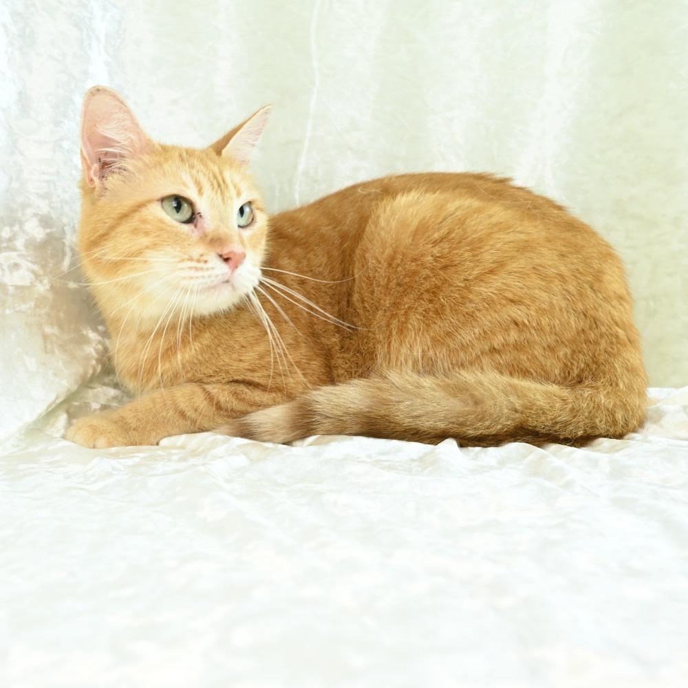 Enlarge Purrsela, a Adoptable Domestic Short Hair in Mobile, AL image 3/6