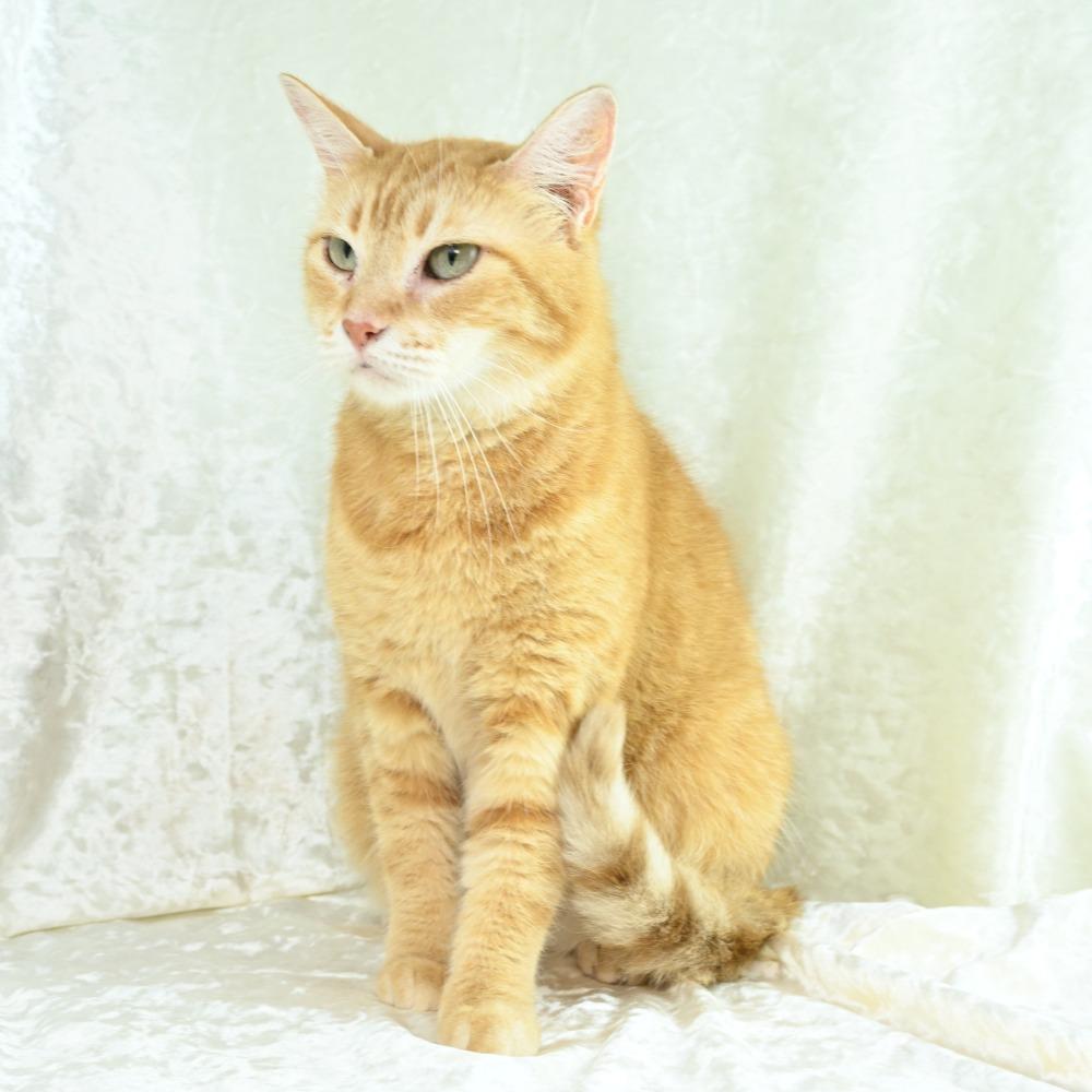 Enlarge Purrsela, a Adoptable Domestic Short Hair in Mobile, AL image 4/6