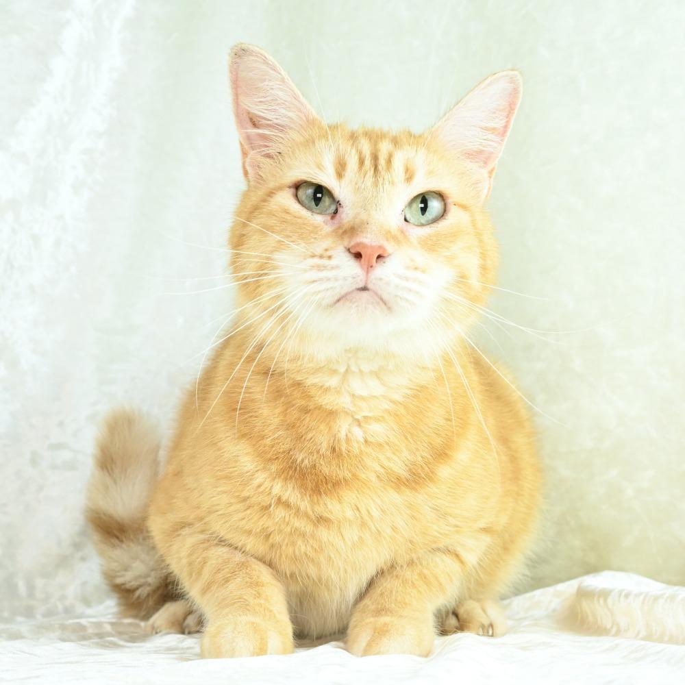 Enlarge Purrsela, a Adoptable Domestic Short Hair in Mobile, AL image 5/6