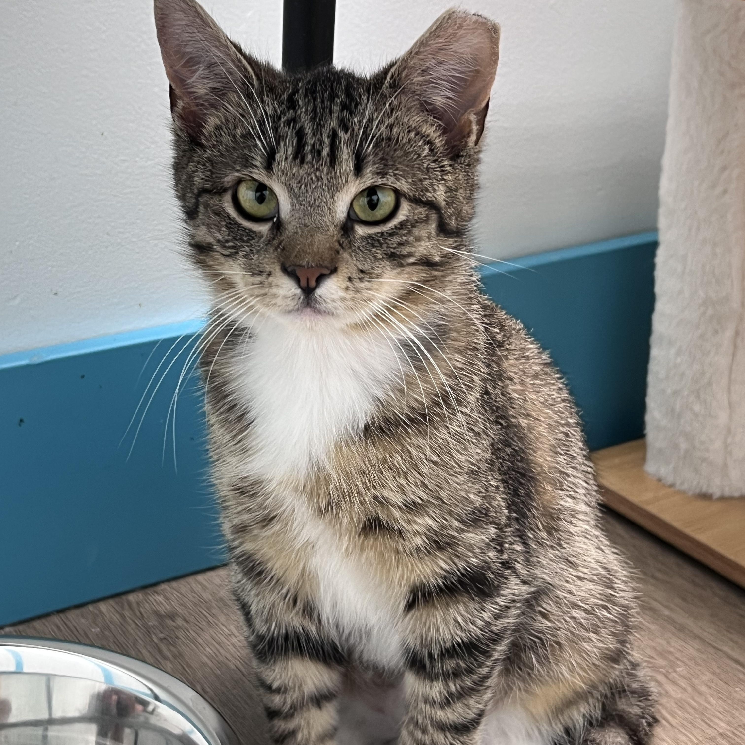 Enlarge Mercury, a ADOPTABLE Tabby in Grand Rapids, MI image 5/6