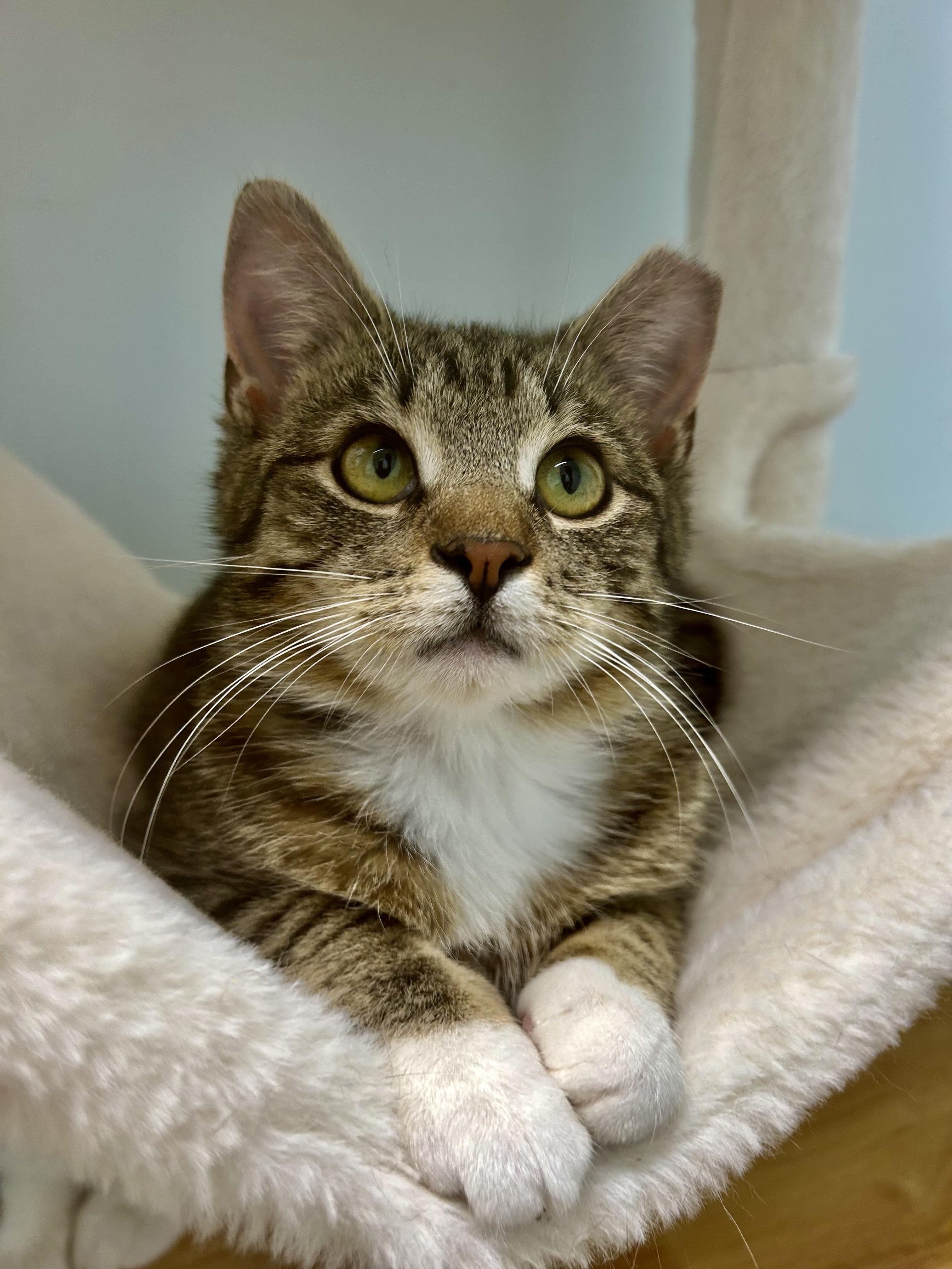 Enlarge Mercury, a ADOPTABLE Tabby in Grand Rapids, MI image 1/6