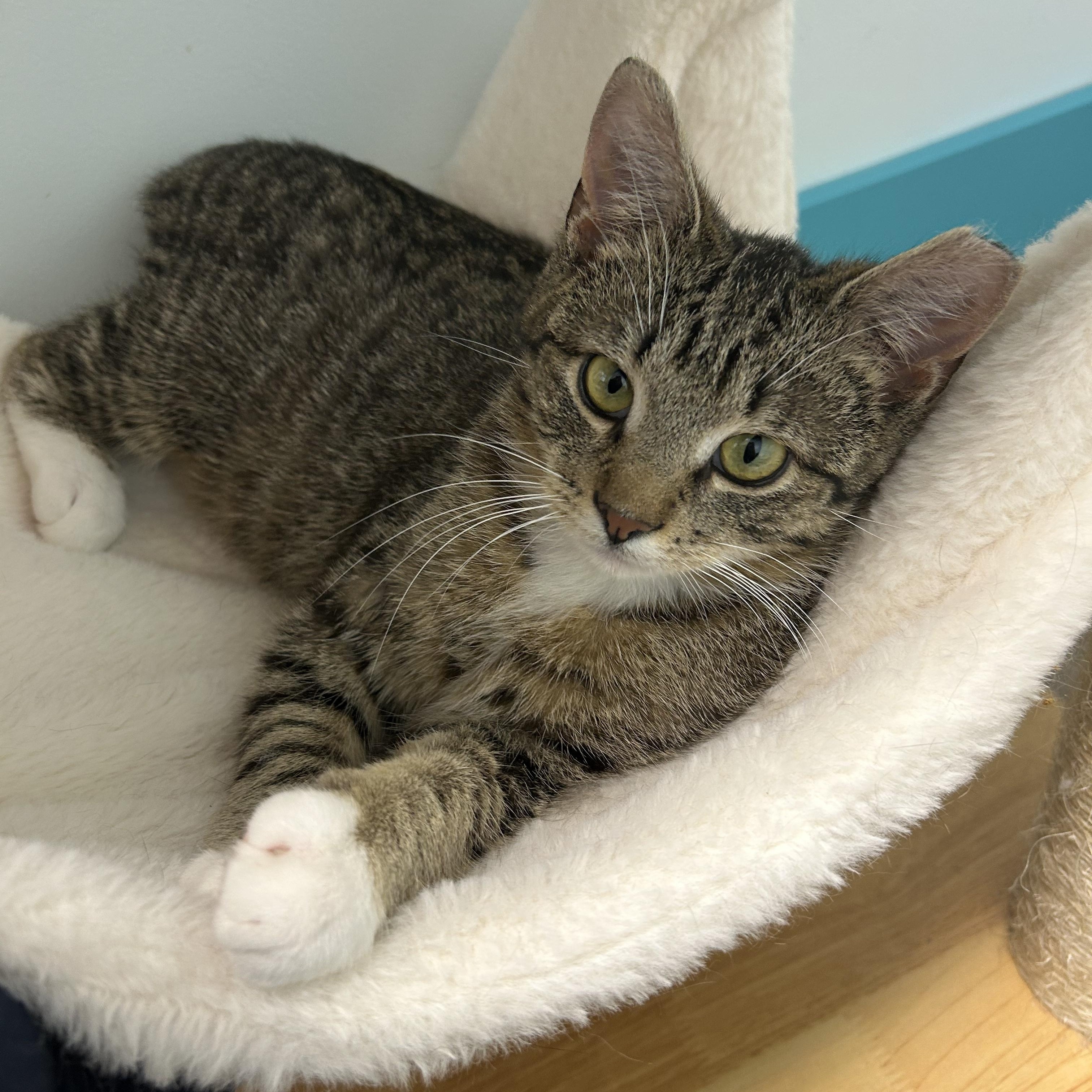 Enlarge Mercury, a ADOPTABLE Tabby in Grand Rapids, MI image 2/6
