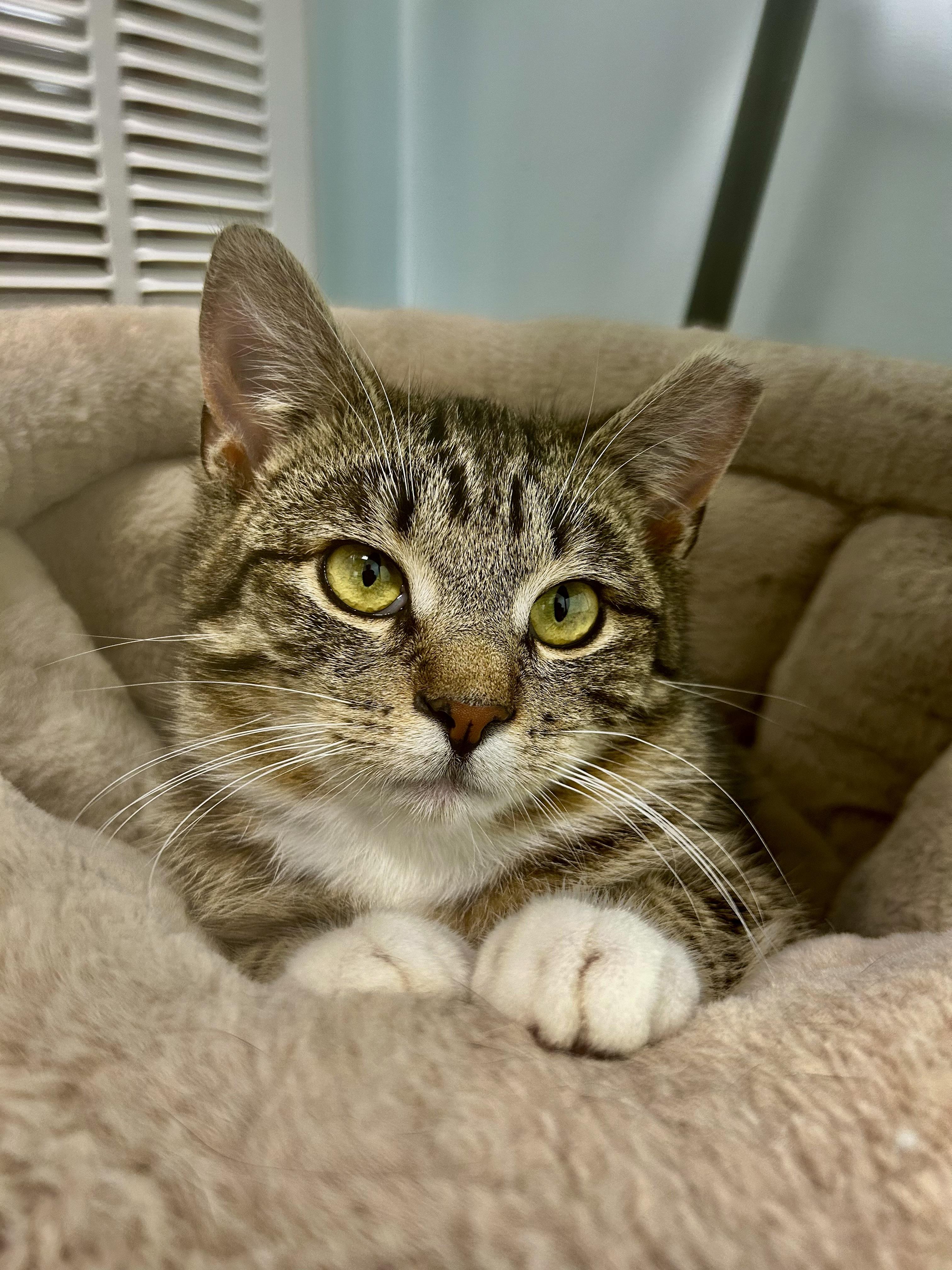 Enlarge Mercury, a ADOPTABLE Tabby in Grand Rapids, MI image 4/6