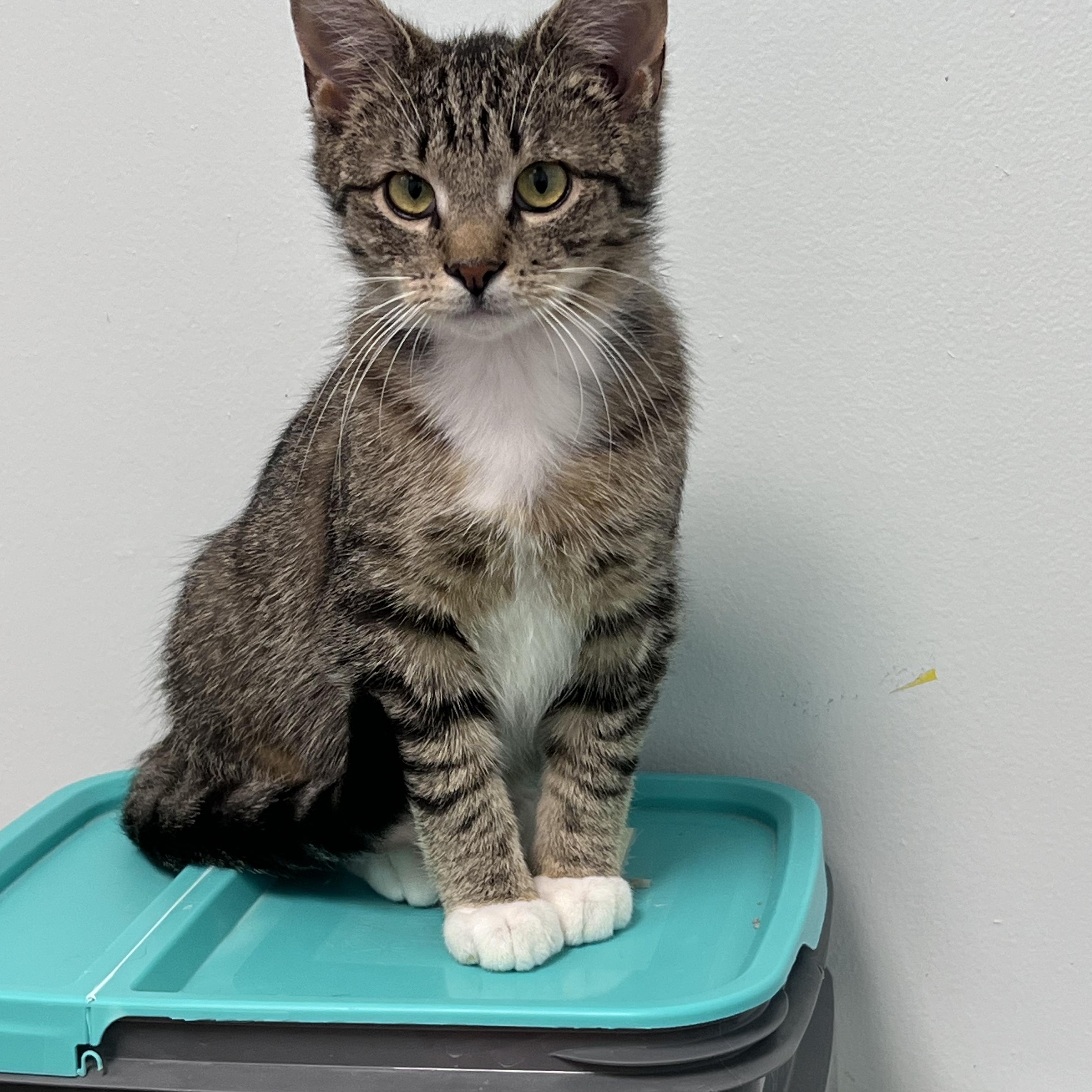 Enlarge Mercury, a ADOPTABLE Tabby in Grand Rapids, MI image 6/6