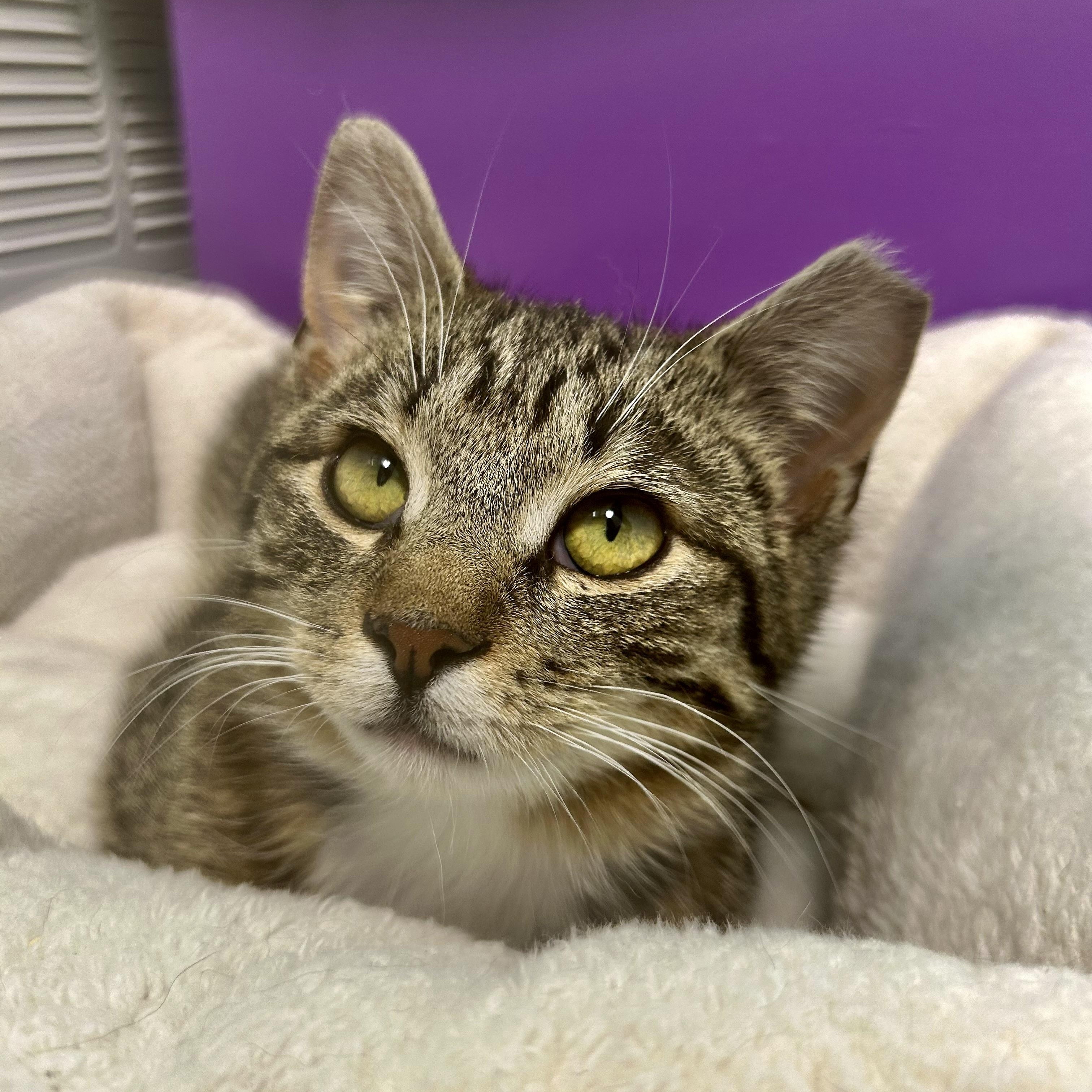 Enlarge Mercury, a ADOPTABLE Tabby in Grand Rapids, MI image 3/6