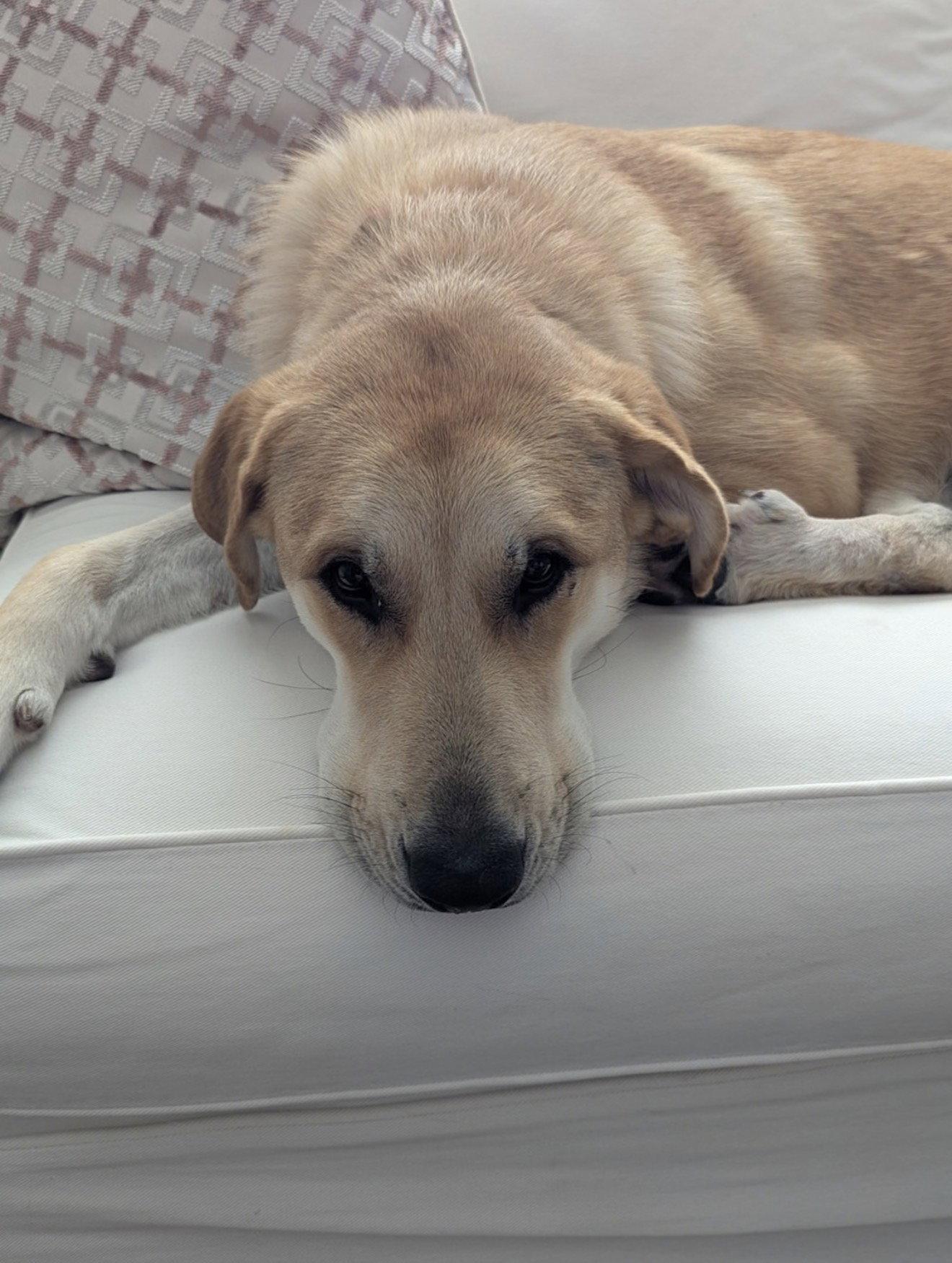 Willow, Adopted, Young Female Great Pyrenees.