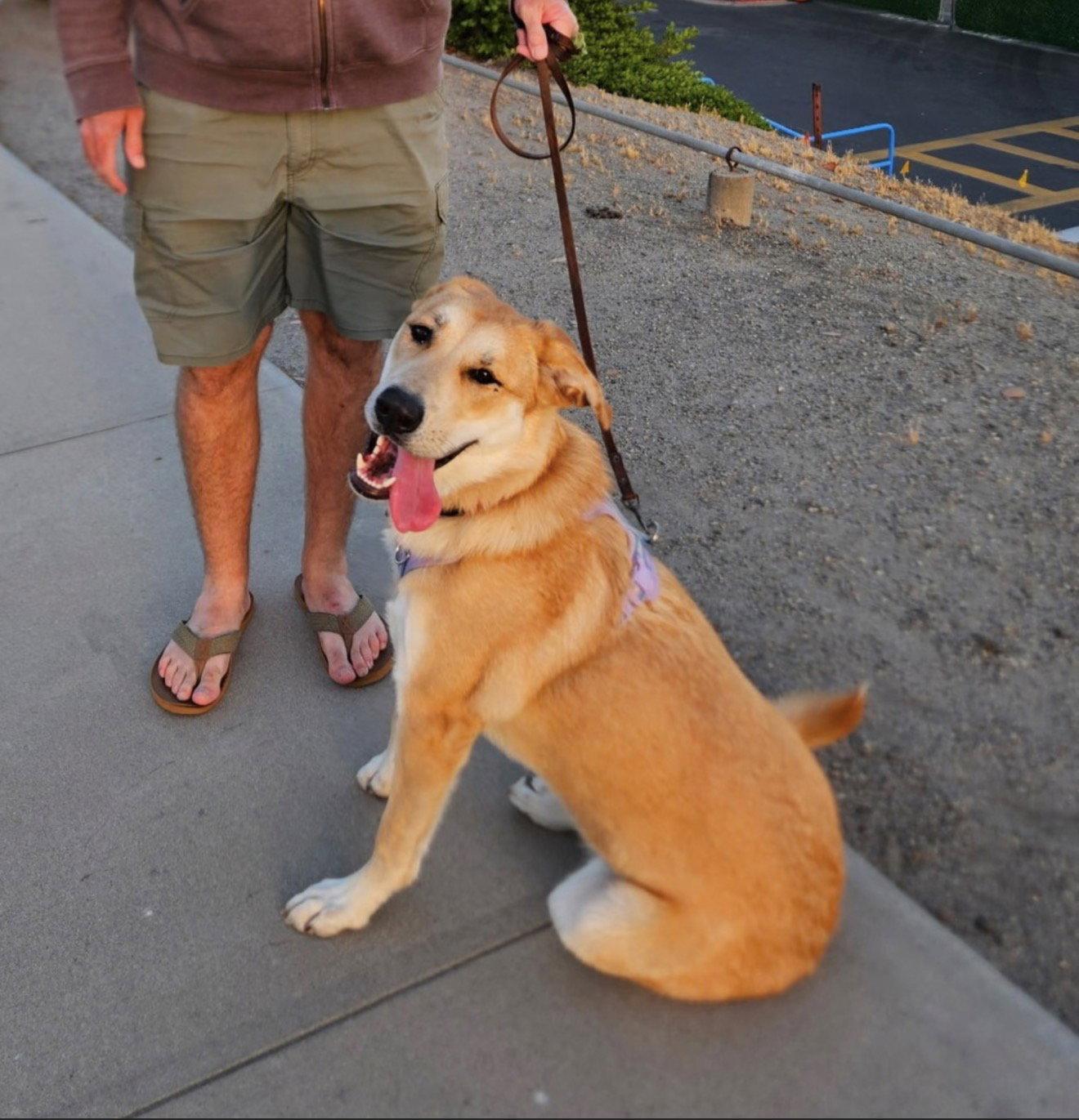 Willow, a Adopted Great Pyrenees in San Diego, CA image 3/3