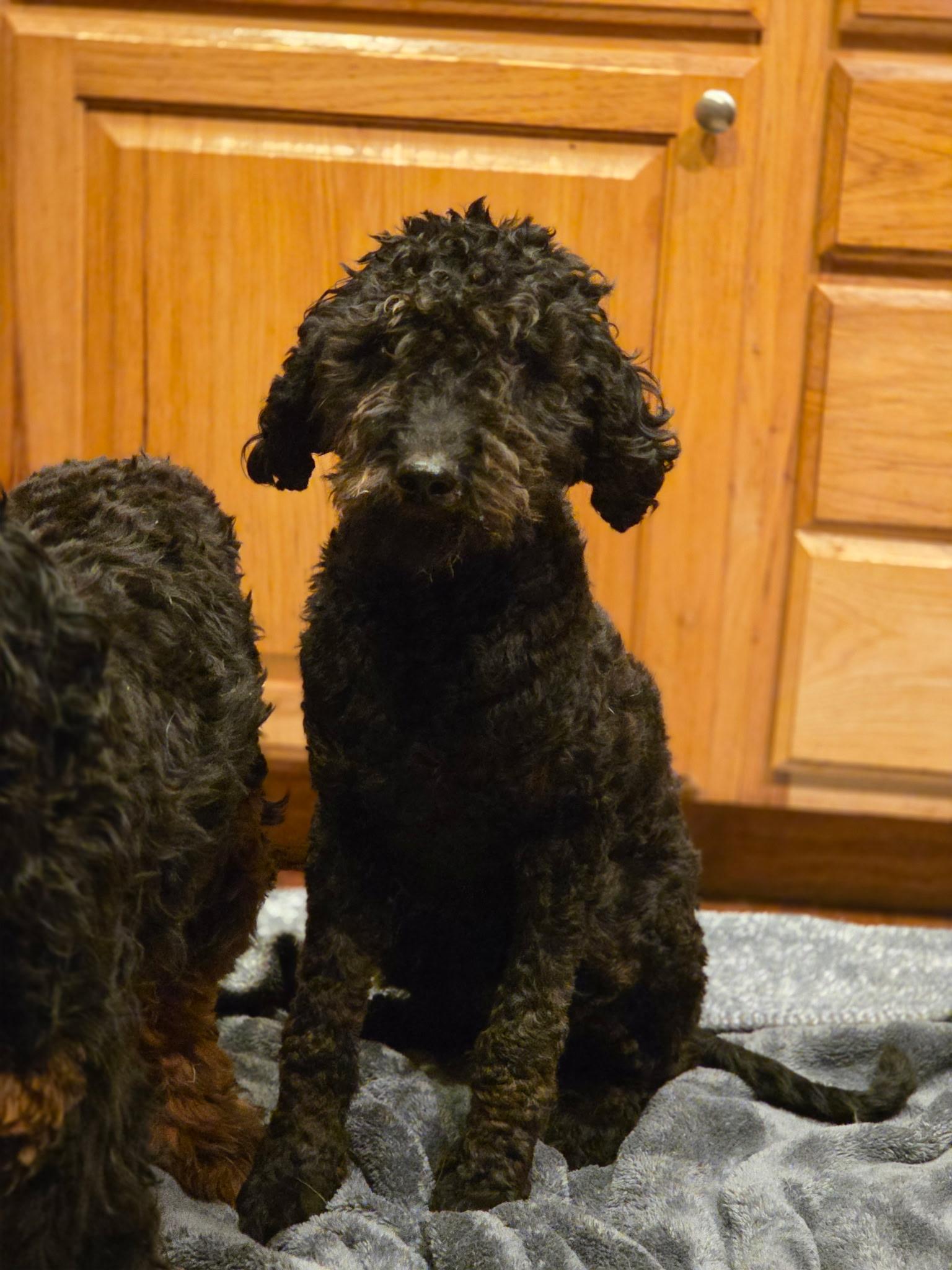 Loki, a ADOPTABLE Aussiedoodle in Port Angeles, WA image 2/2