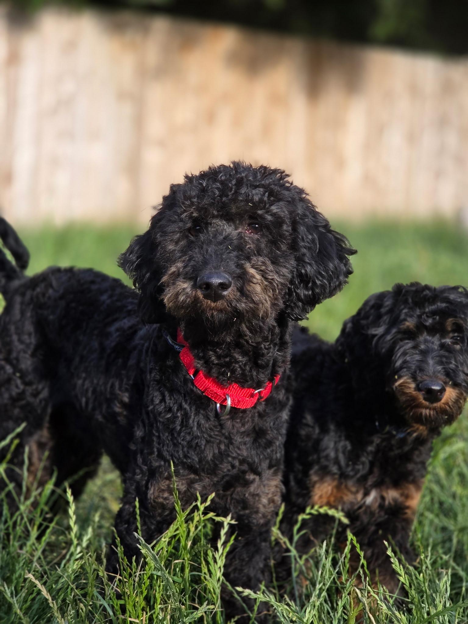 Loki, a ADOPTABLE Aussiedoodle in Port Angeles, WA image 1/2