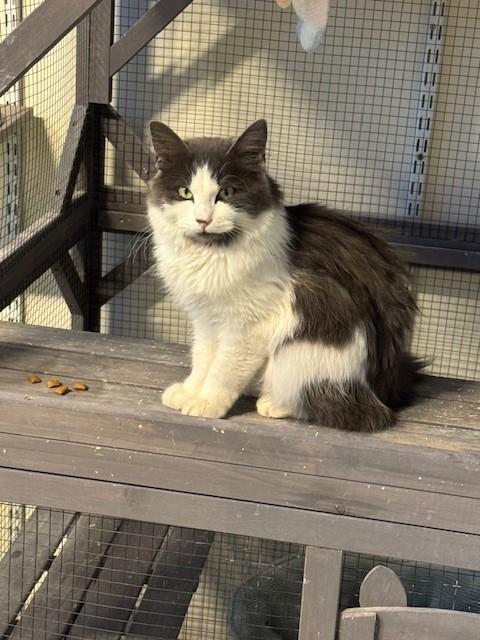 Enlarge Violet, a Adopted Domestic Long Hair in Eagle, CO image 1/2