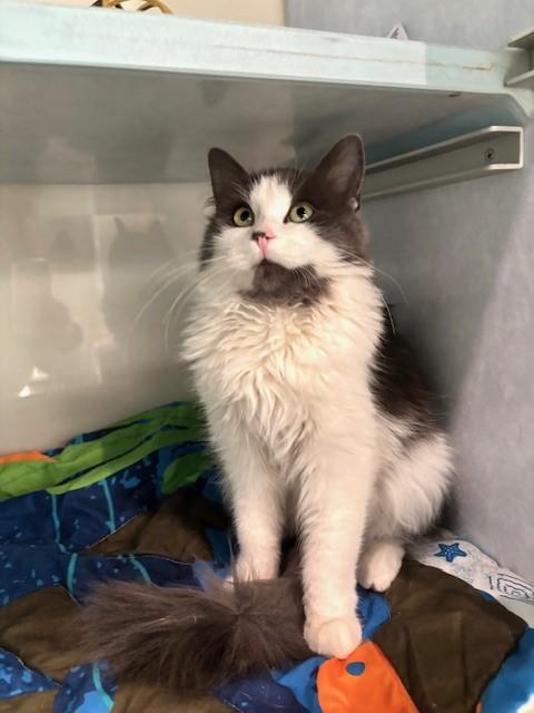 Enlarge Violet, a Adopted Domestic Long Hair in Eagle, CO image 2/2